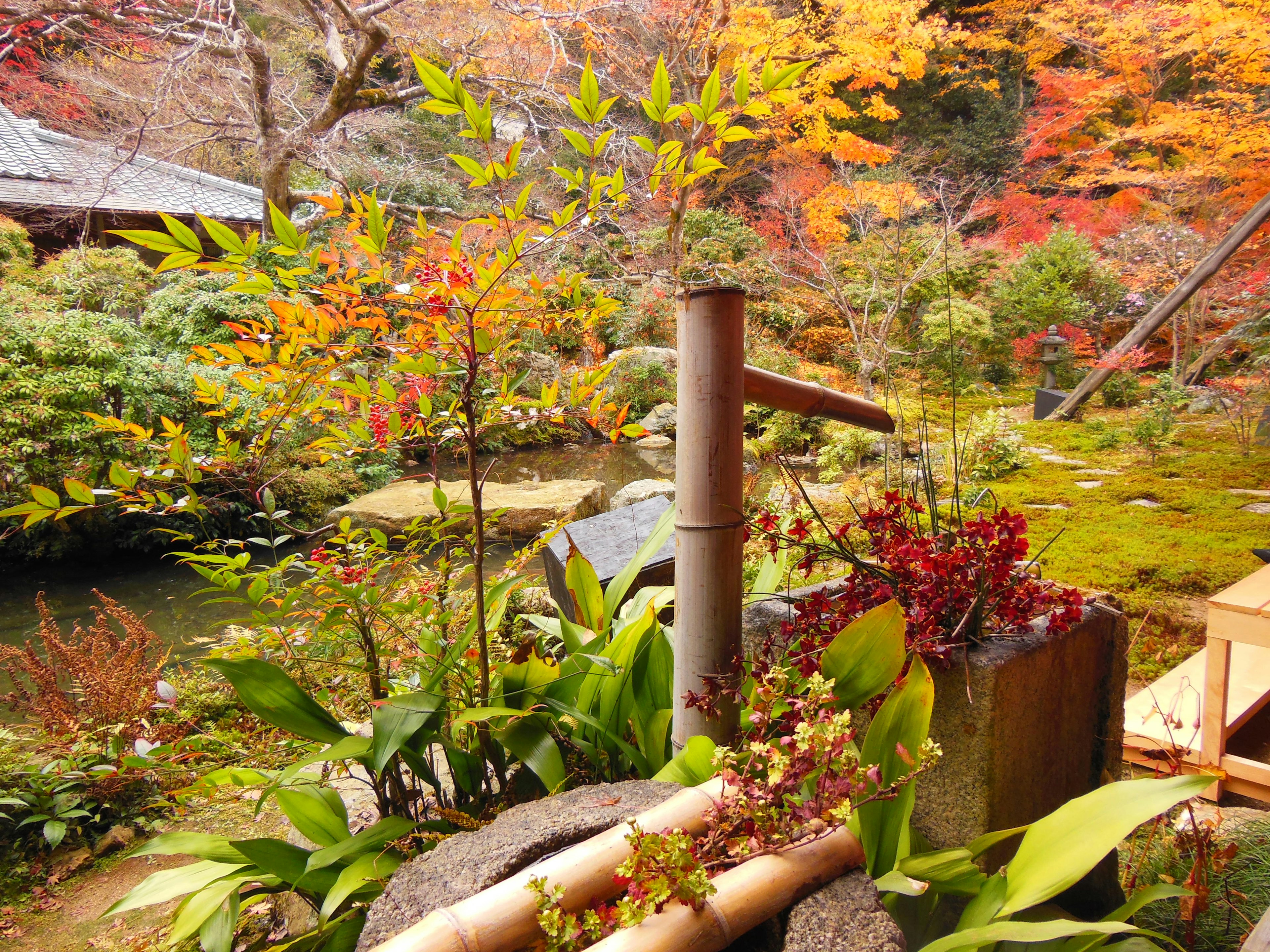 Malersicher japanischer Garten im Herbst mit grünen Pflanzen und einem Bambus-Wasserspiel