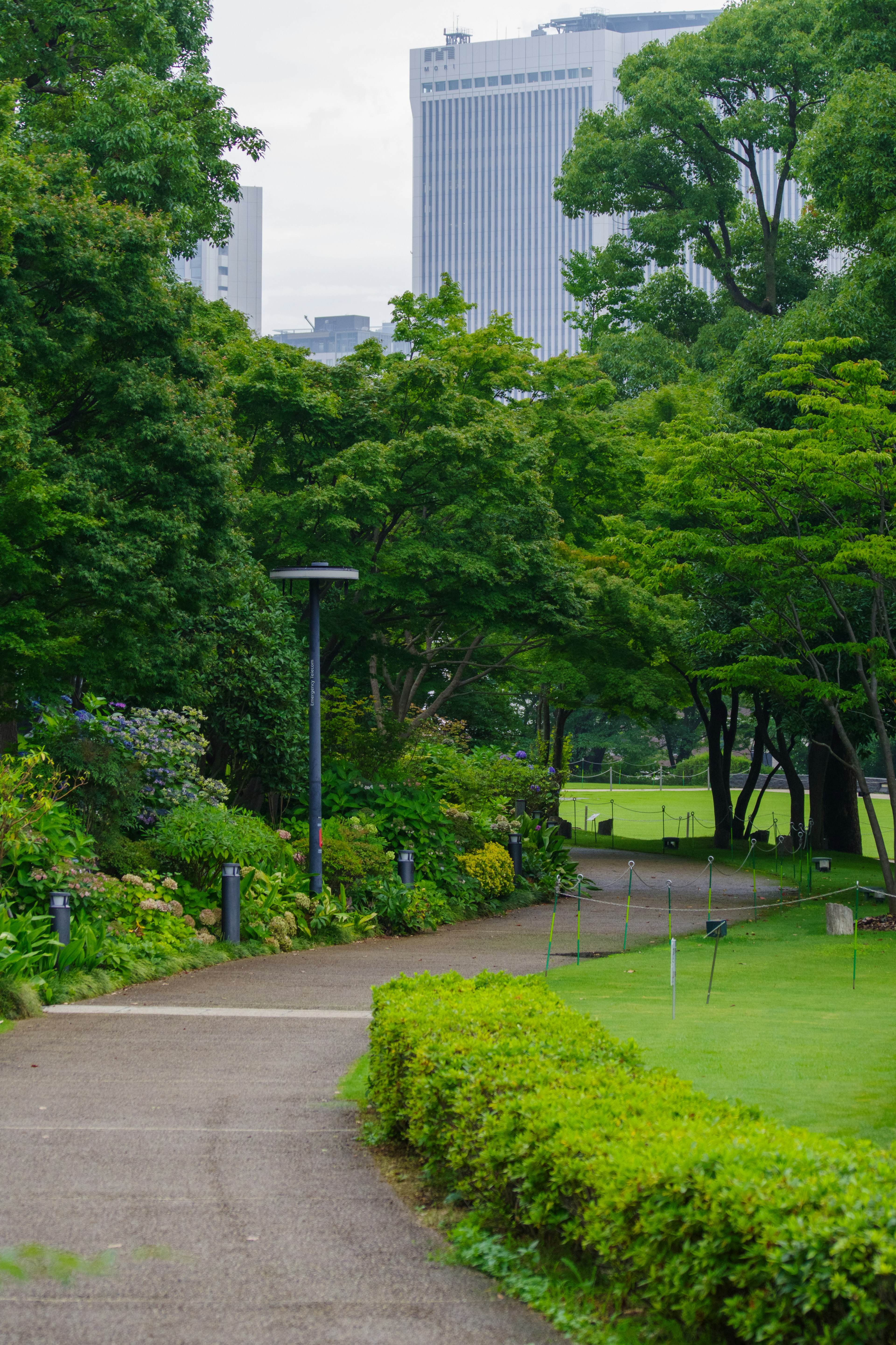 緑豊かな公園の小道と背後の高層ビル