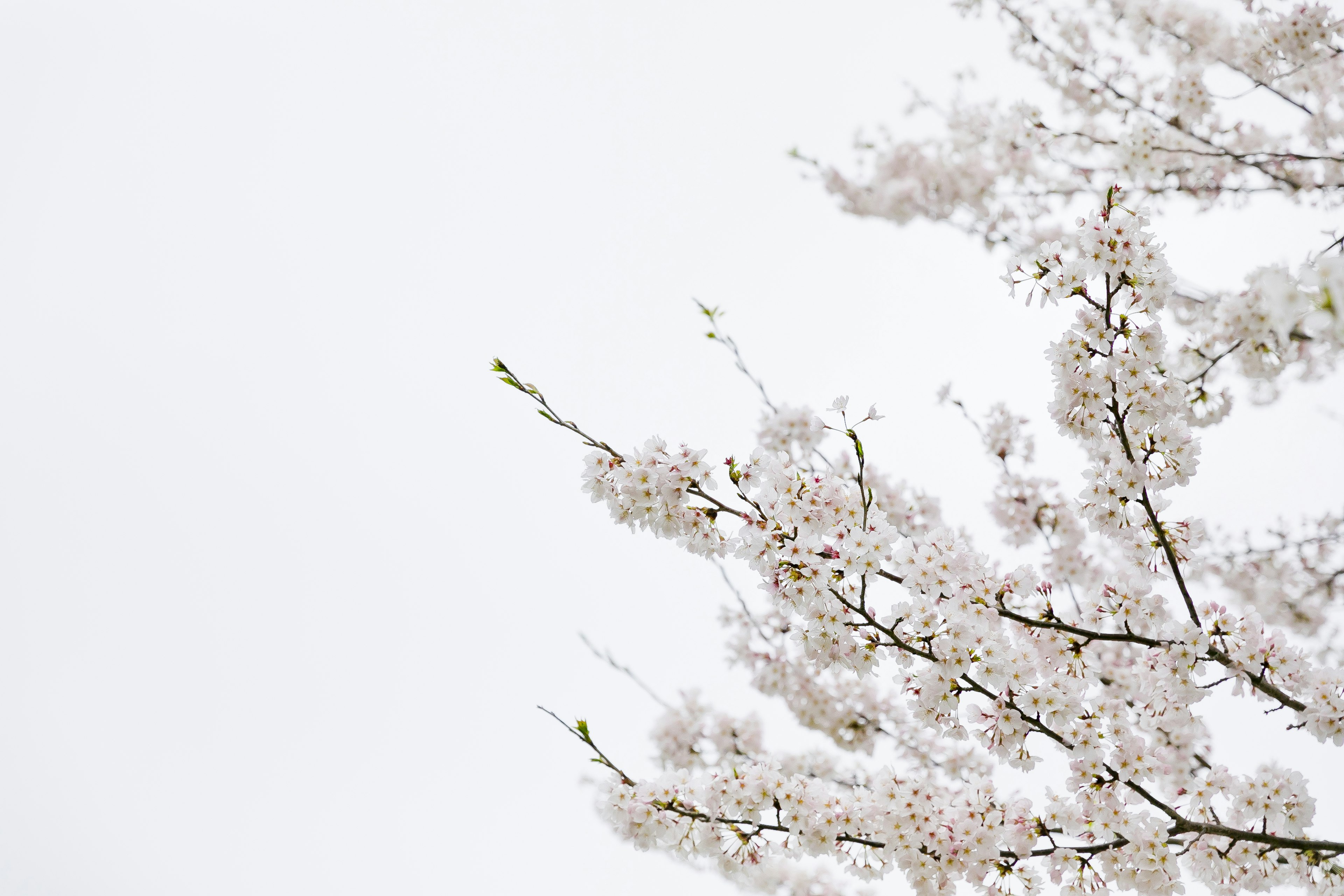 Branches de cerisiers en fleurs sur fond blanc