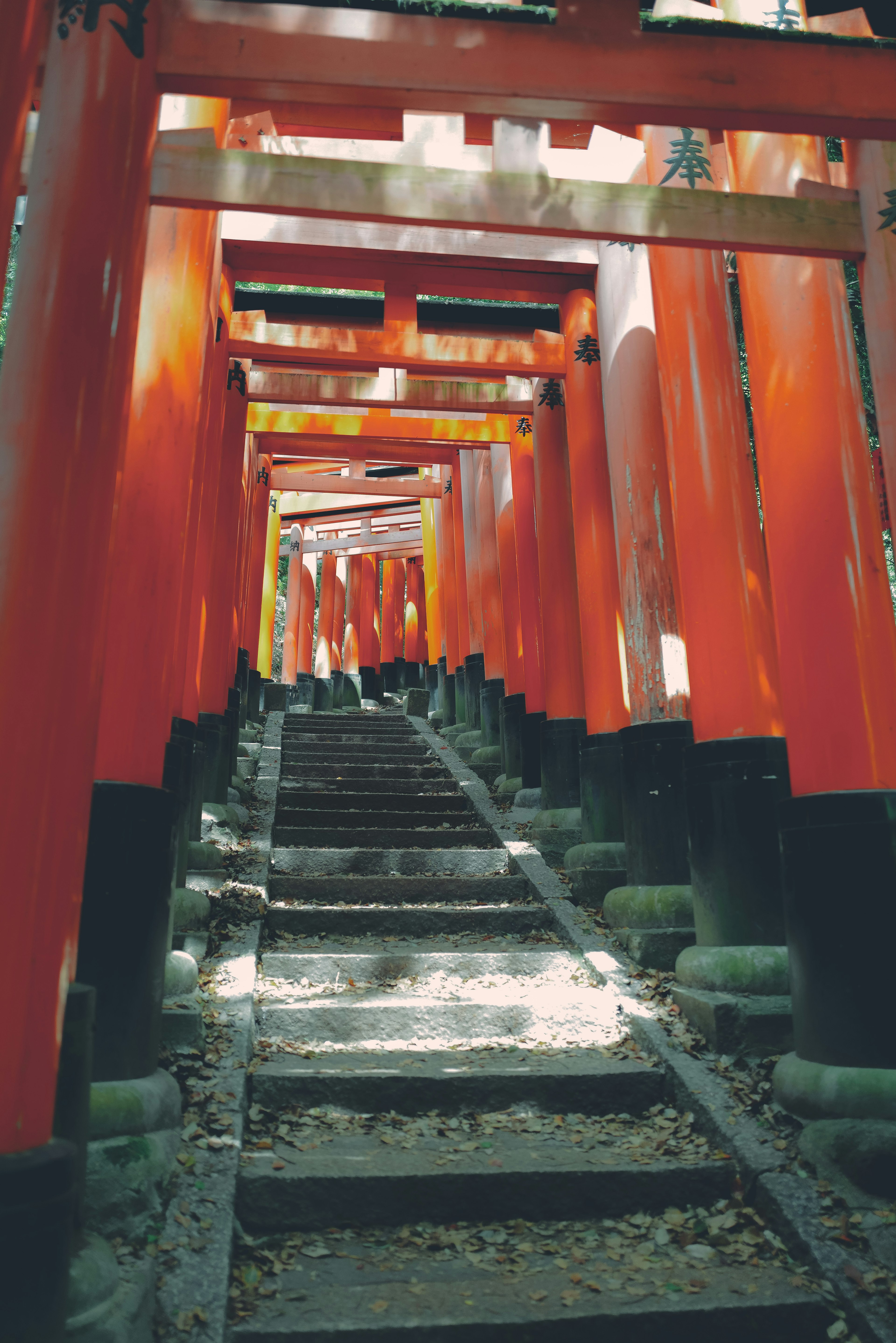 Tangga yang dikelilingi gerbang torii merah