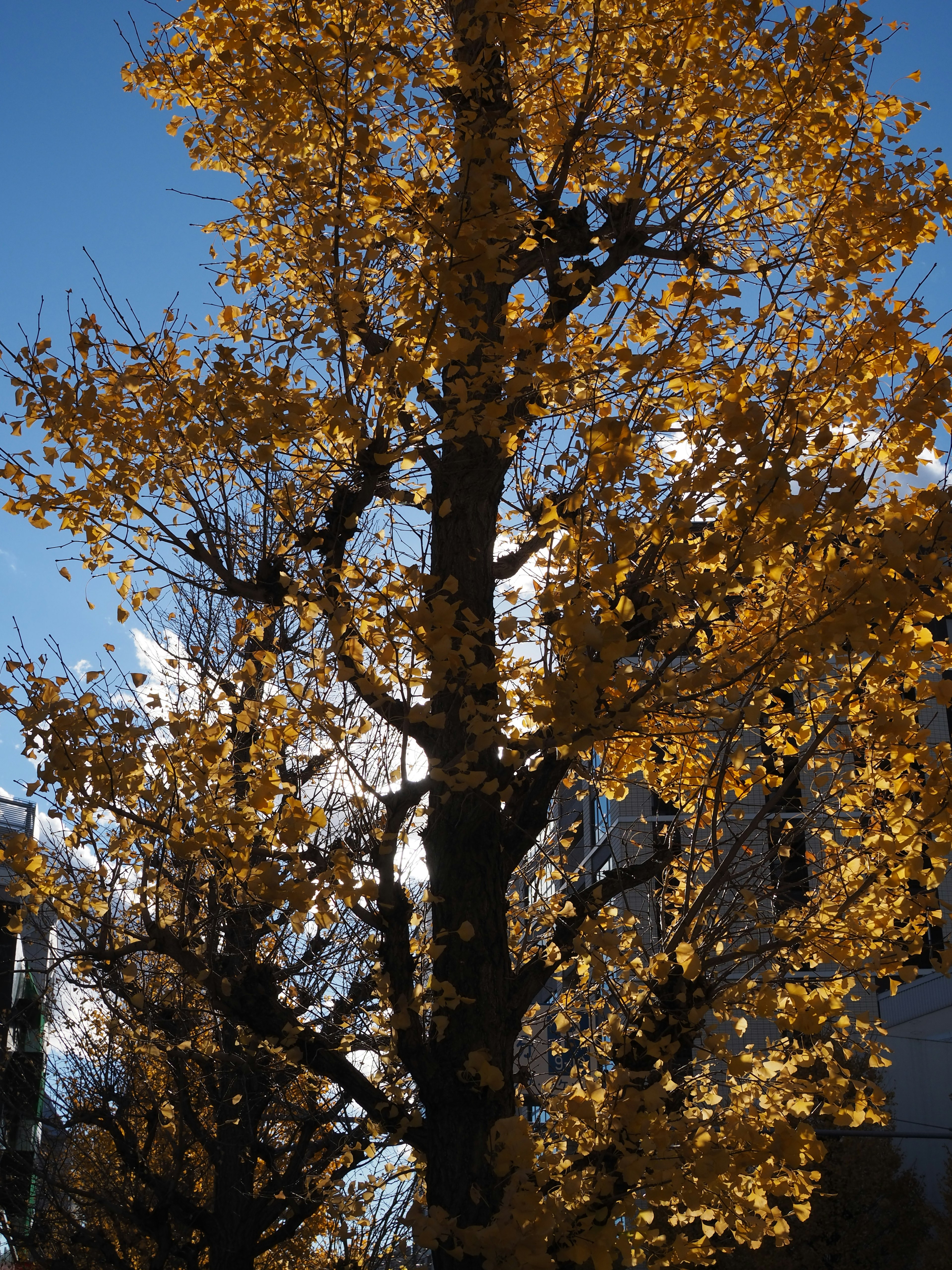 秋の葉を持つ高い木と青い空