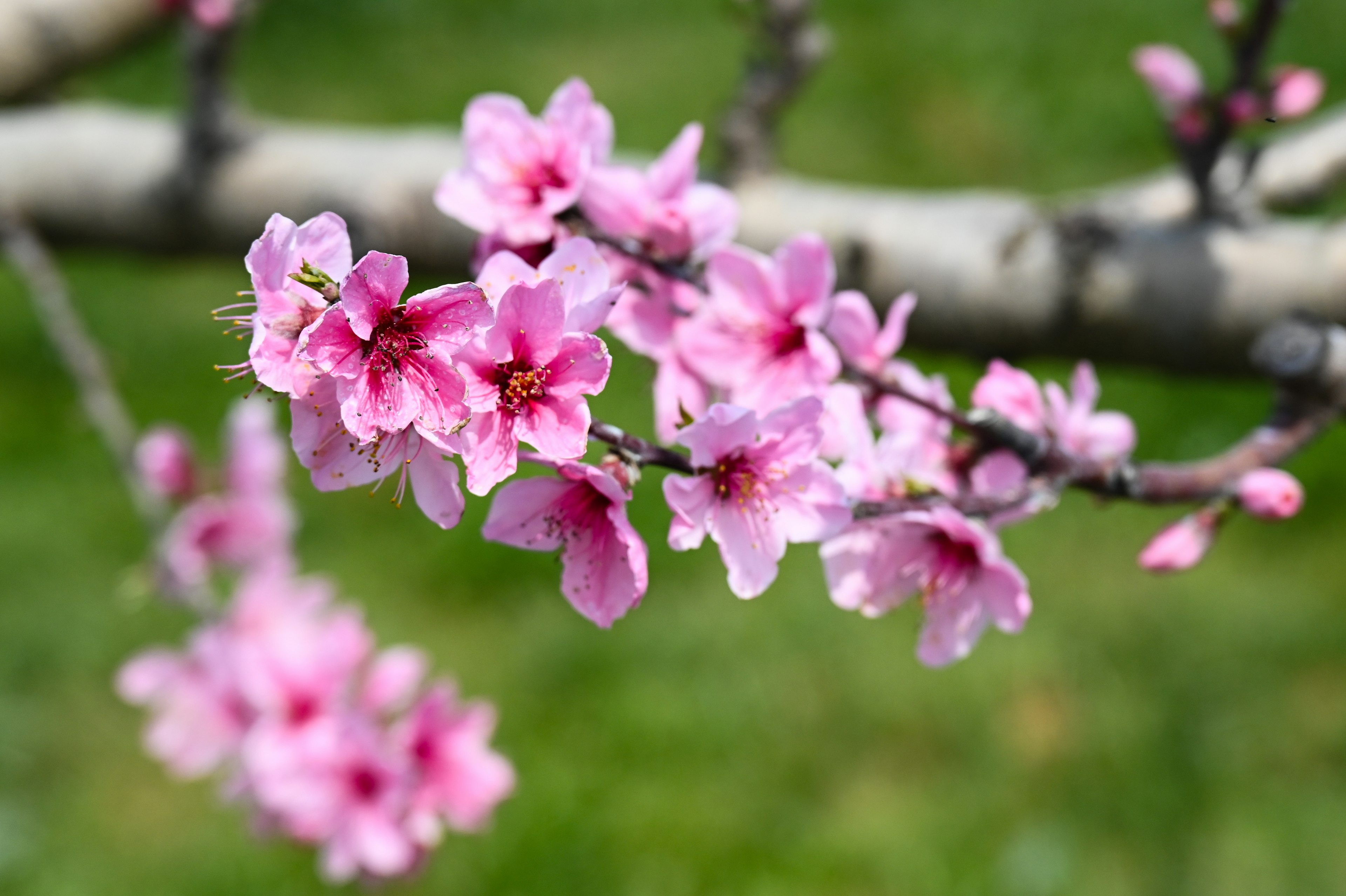 桜の花が咲いている枝のクローズアップ鮮やかなピンク色の花びらと緑の背景