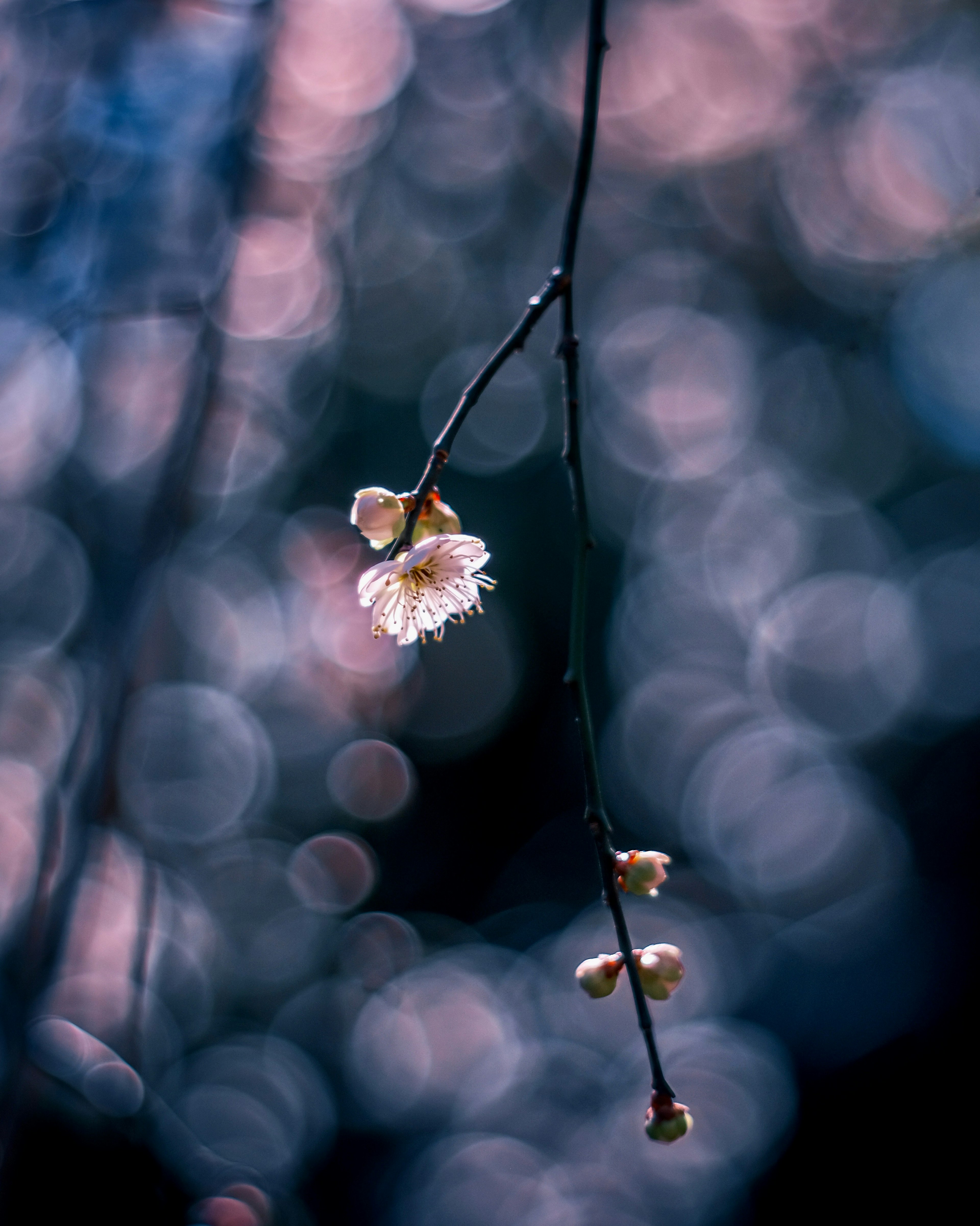 Cabang bunga sakura di latar belakang bokeh biru