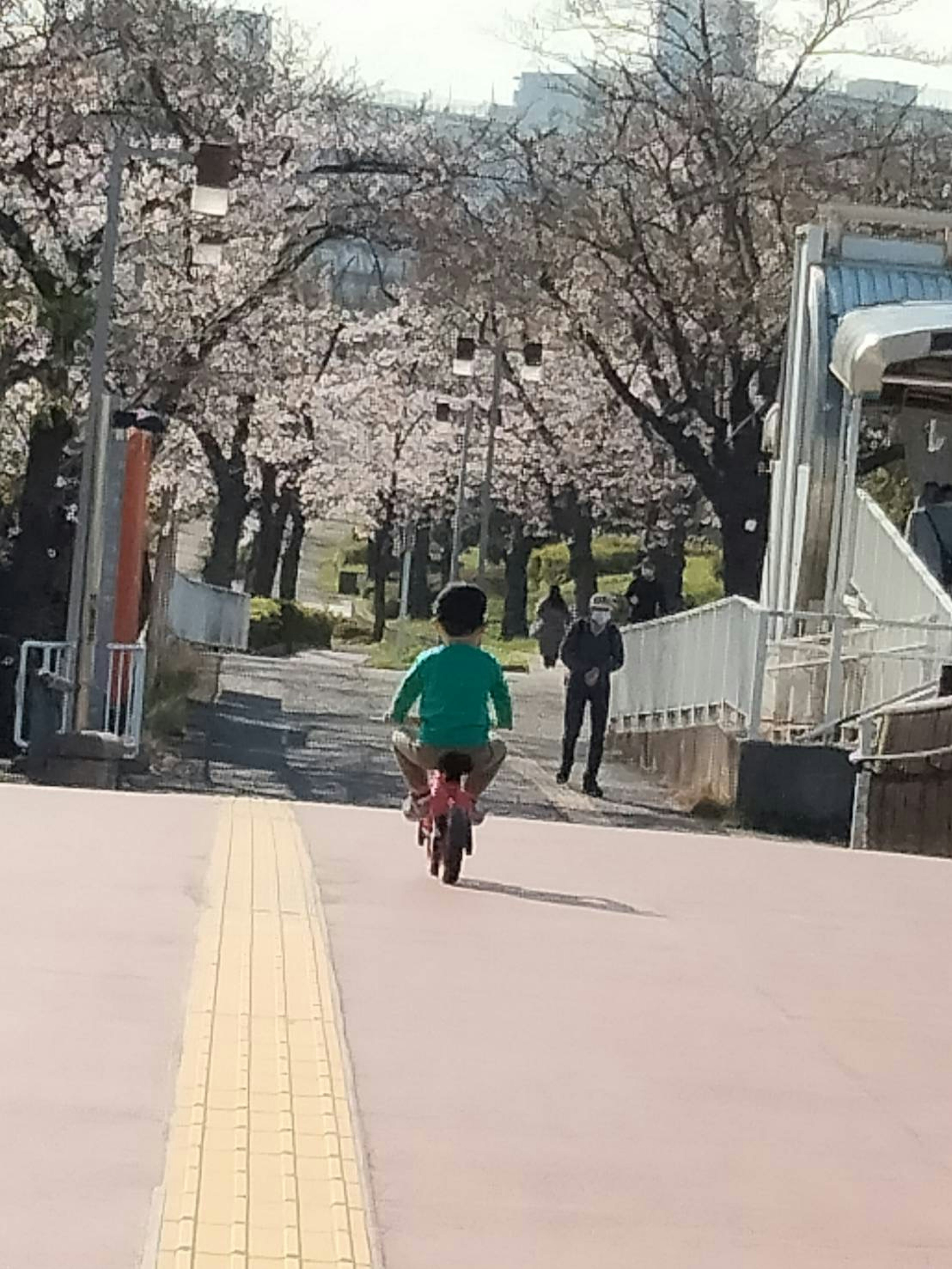 Enfant faisant du vélo sous des cerisiers en fleurs