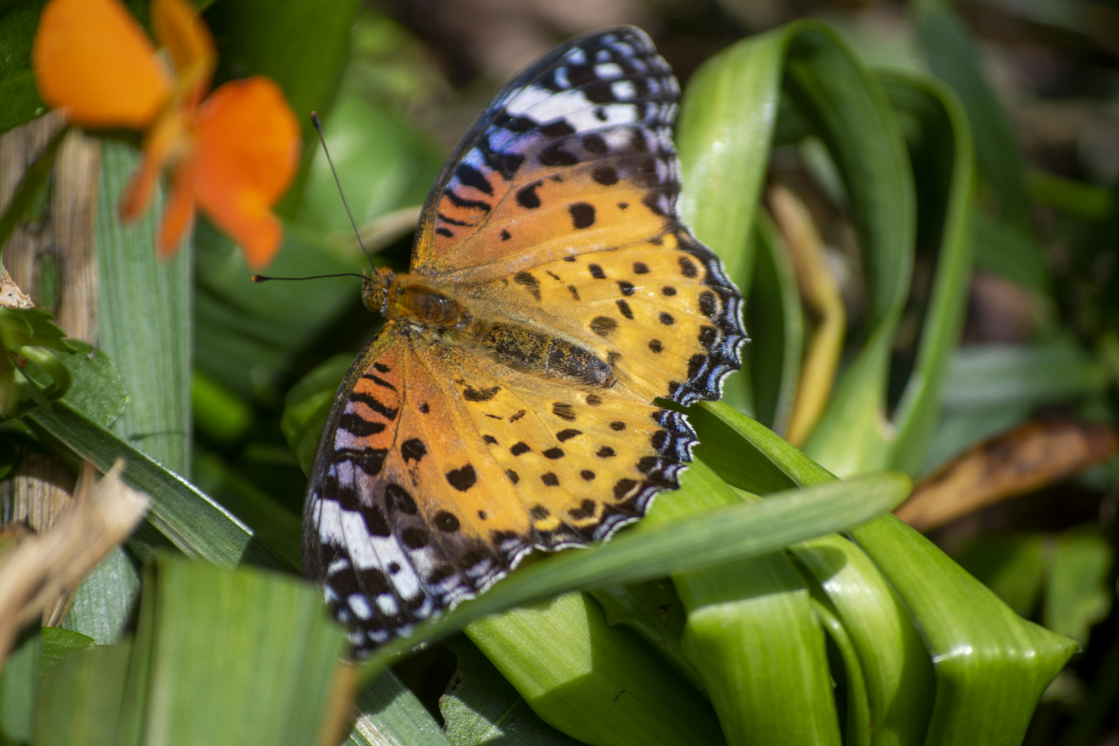 A vibrant orange and black patterned butterfly resting on green leaves