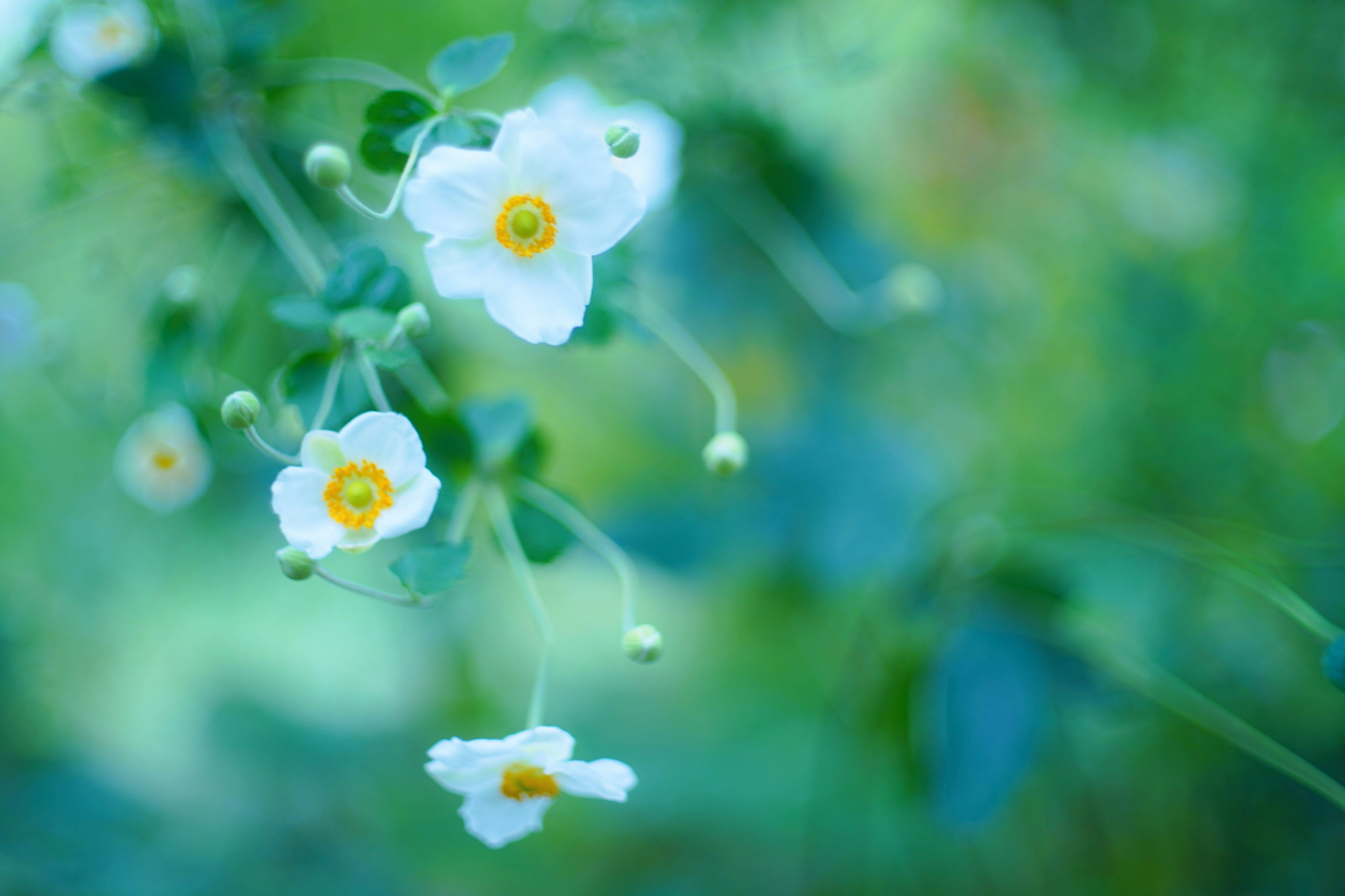 Nahaufnahme von zarten weißen Blumen mit gelben Zentren vor einem sanften blauen Hintergrund