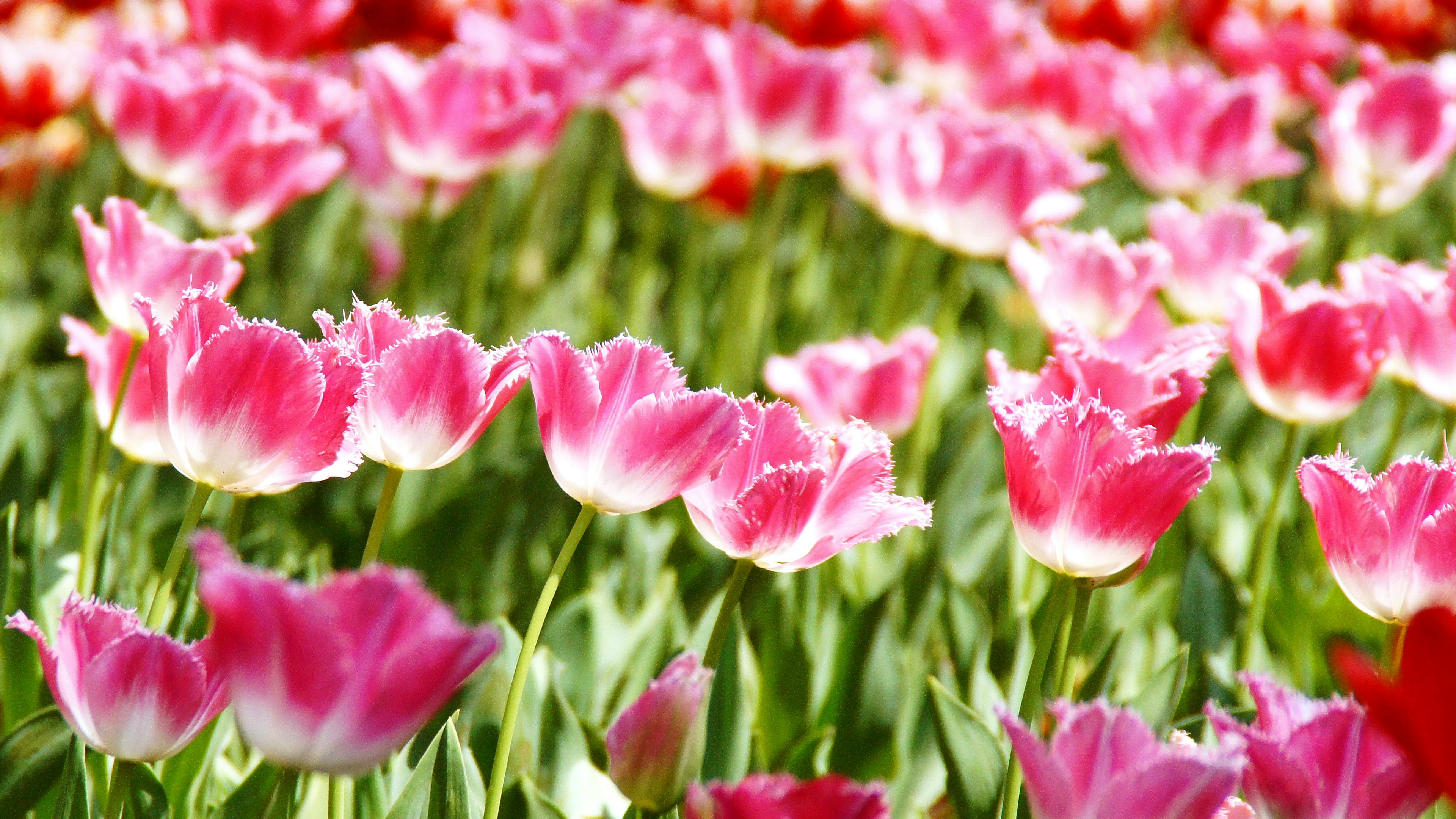 Ein lebendiges Feld mit blühenden rosa Tulpen