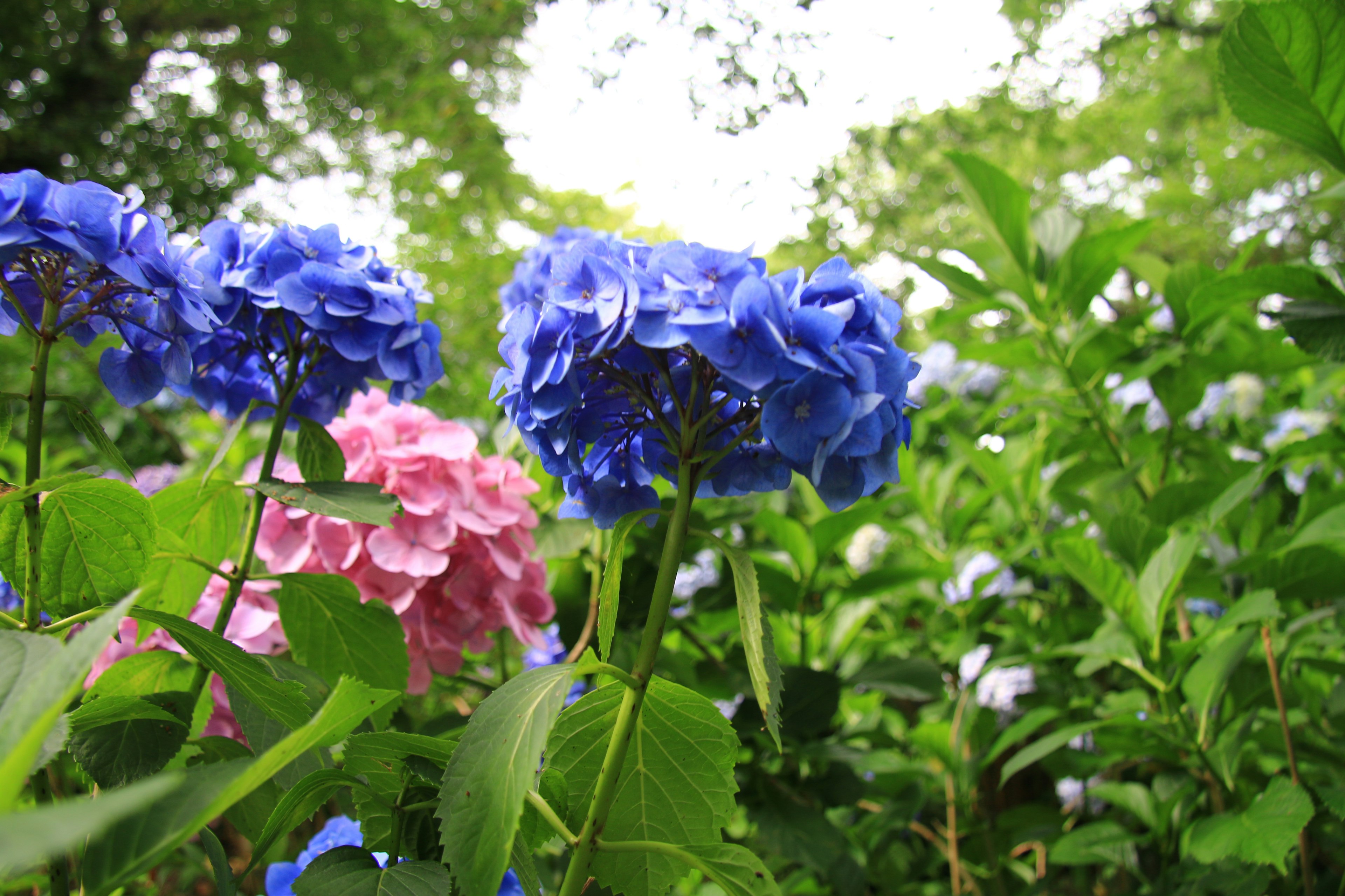 Fleurs d'hortensia bleues et roses vibrantes dans un cadre verdoyant