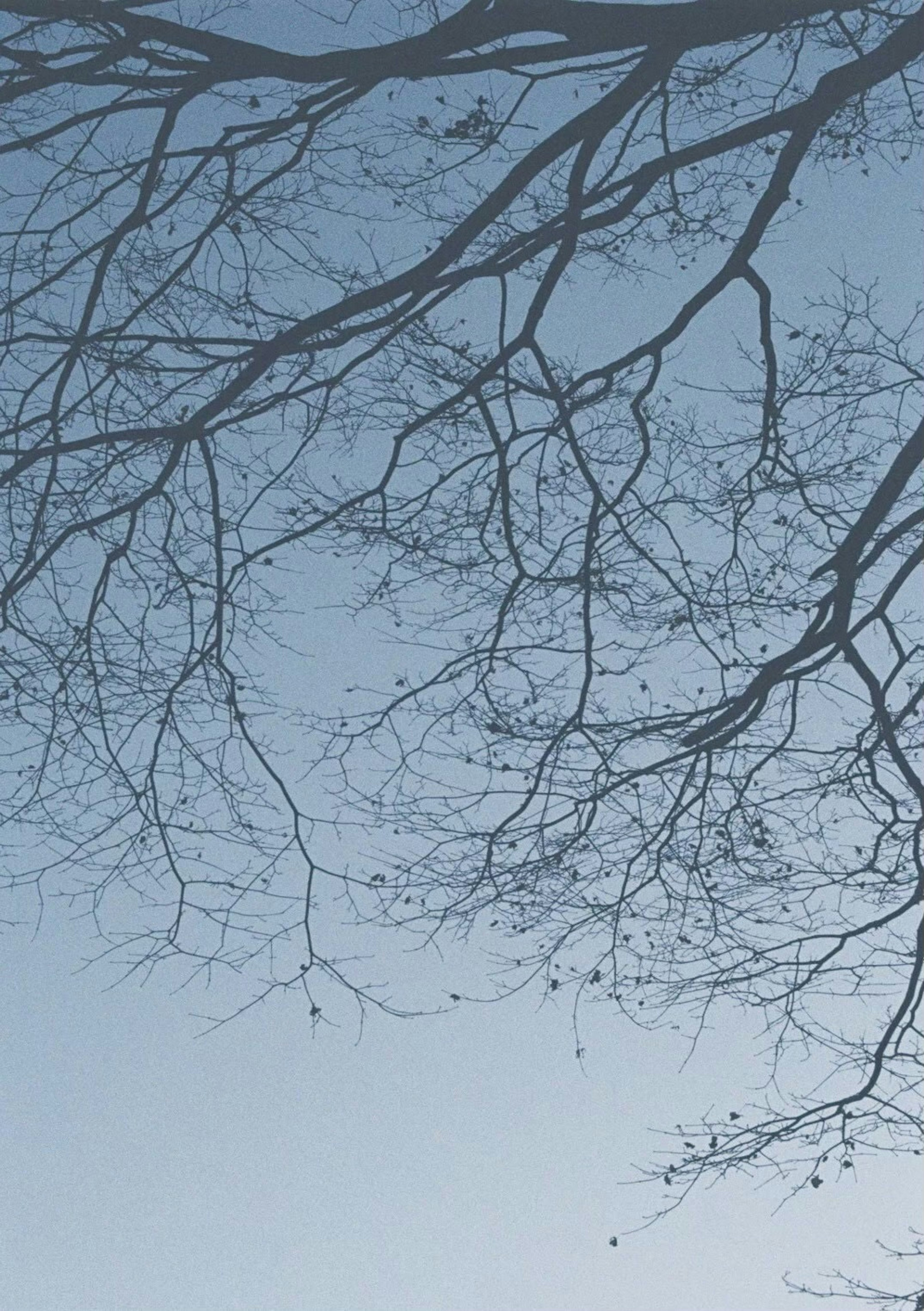 Silhouette de branches d'arbre fines contre un ciel bleu