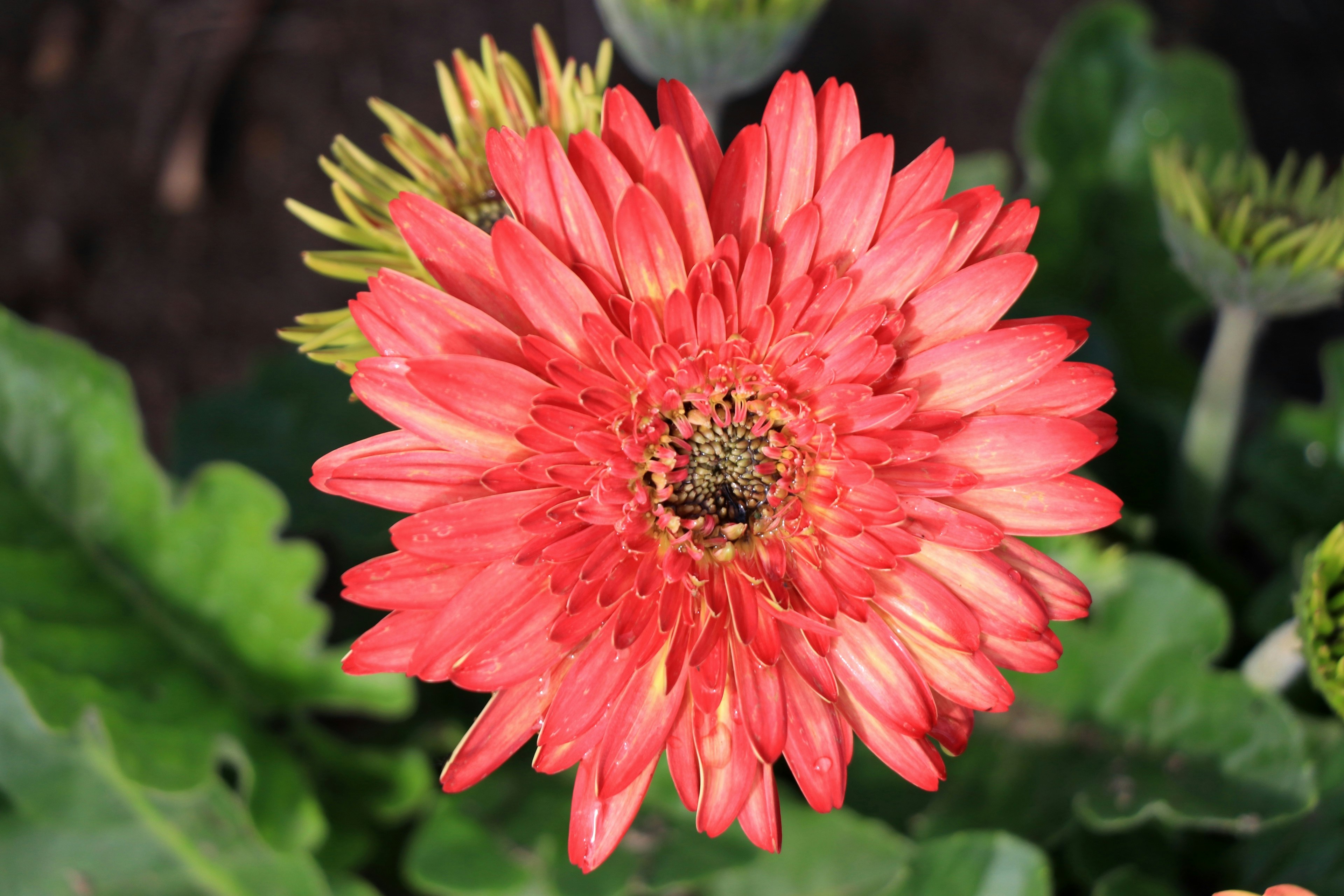 鮮やかな赤いガーベラの花が緑の葉に囲まれて咲いている