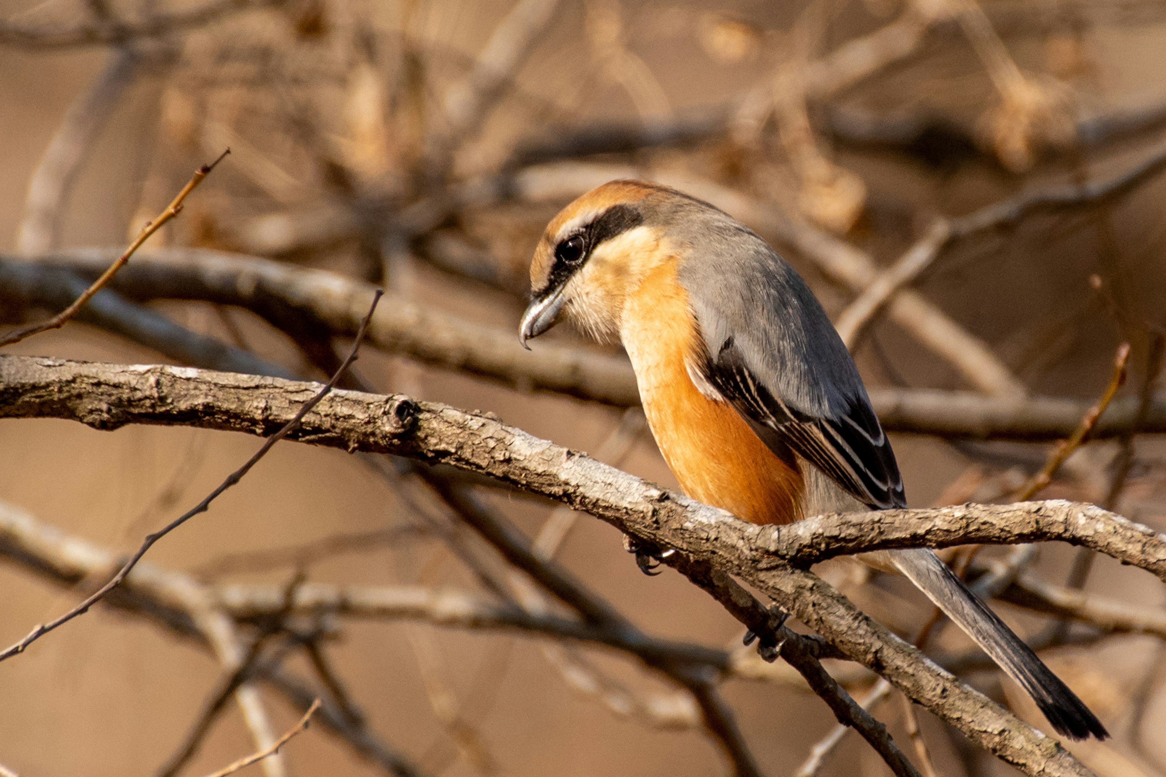 Acercamiento de un pájaro con pecho naranja posado en una rama seca