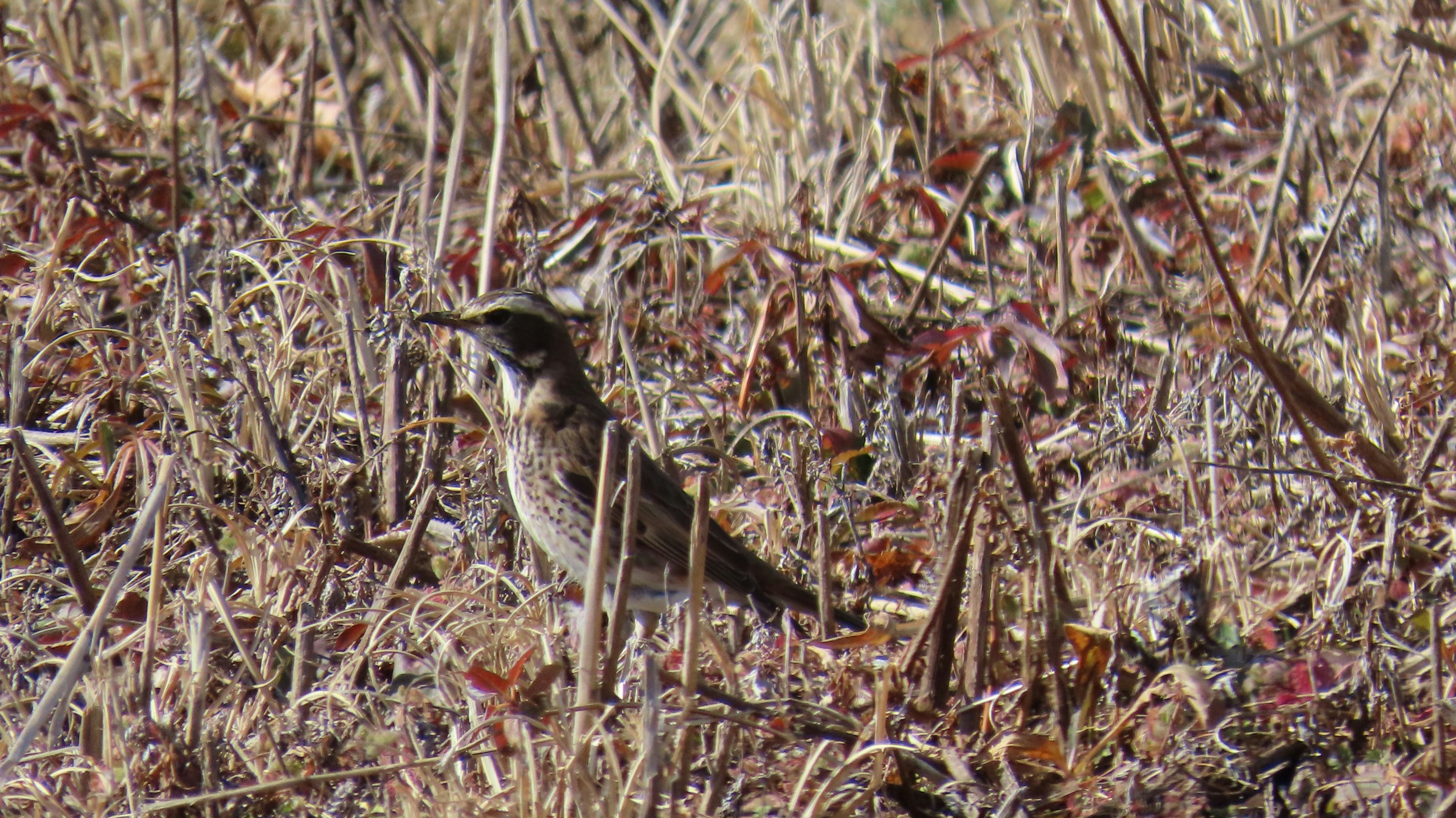 Un piccolo uccello in piedi tra l'erba secca e le piante