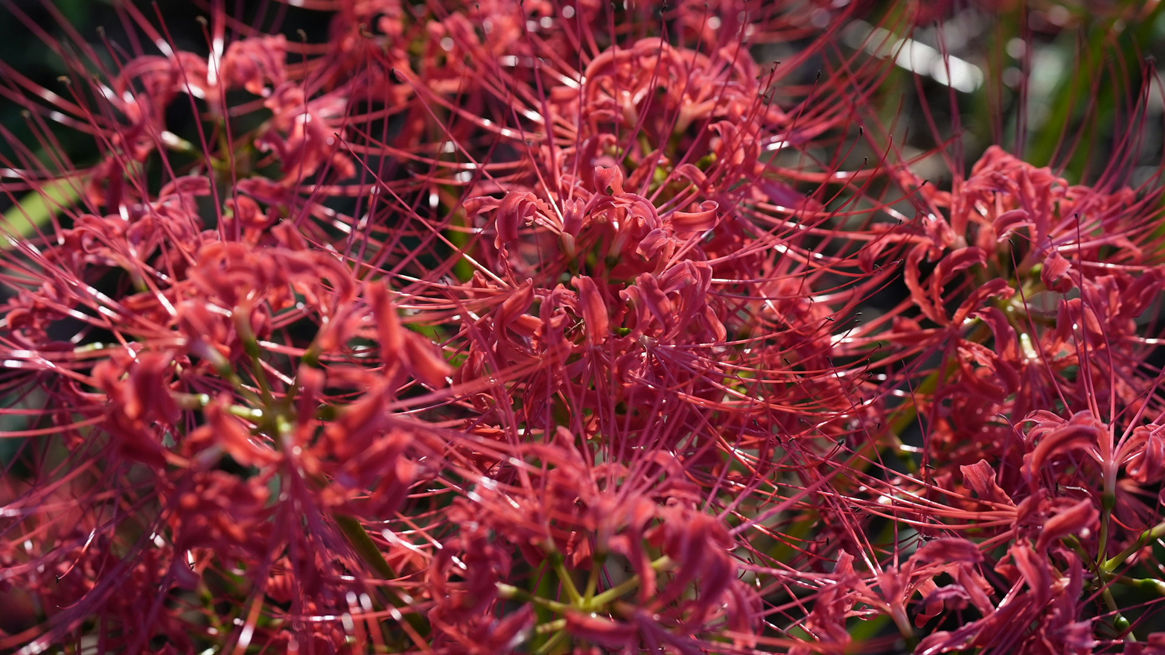 鲜艳红花的特写，具有细长花瓣