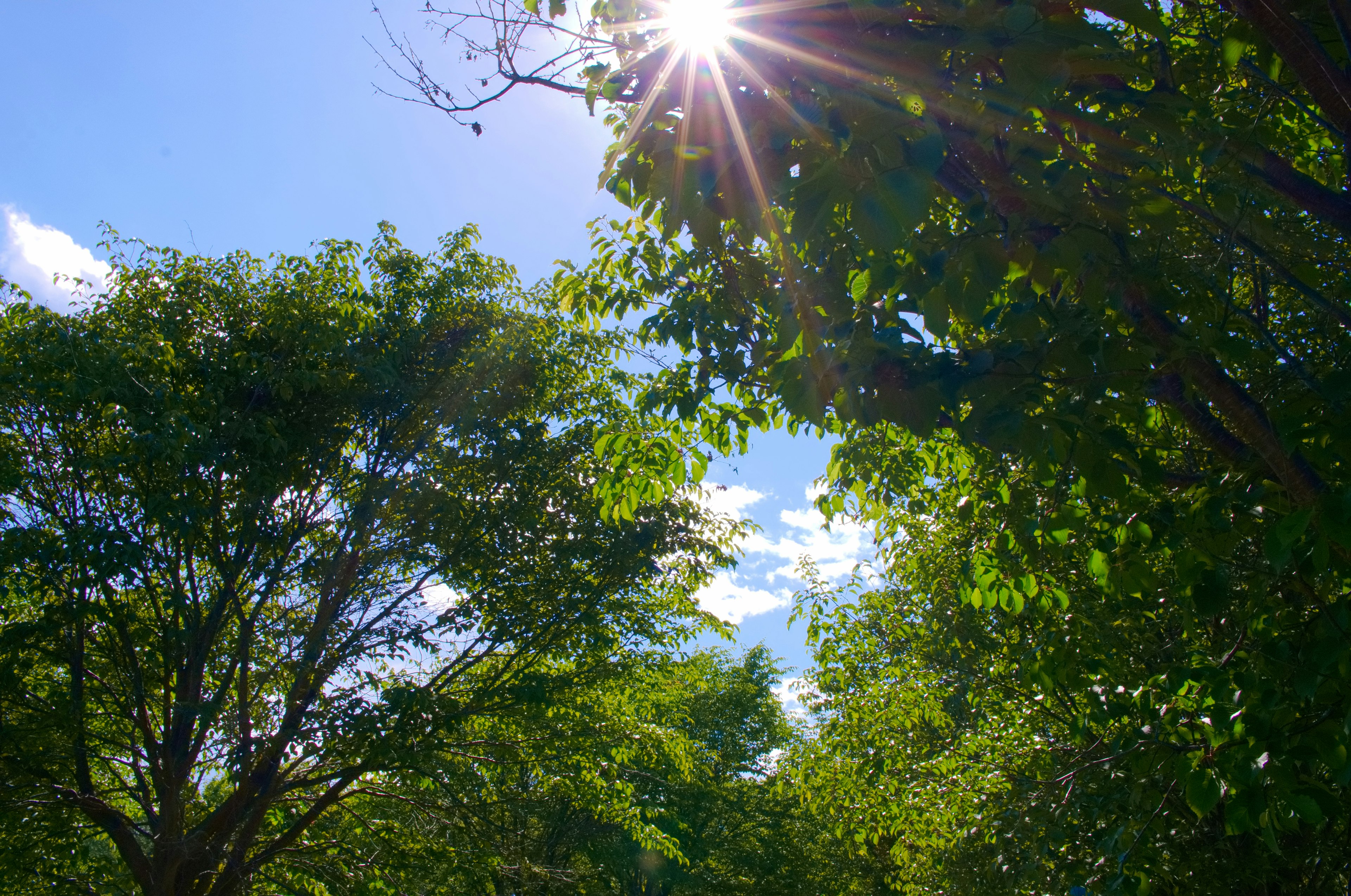 Sole che splende attraverso alberi verdi lussureggianti sotto un cielo blu