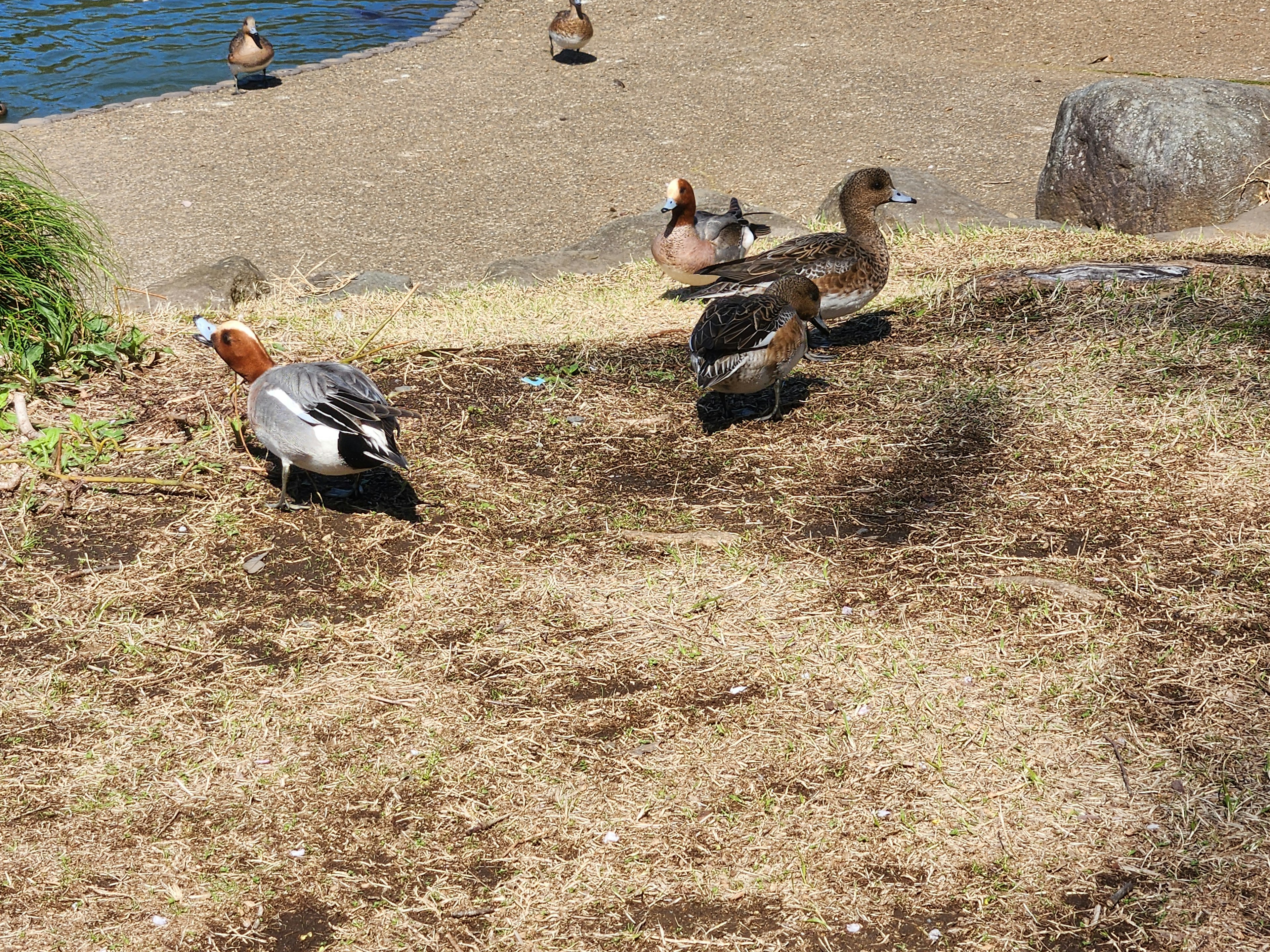 Enten versammelt am Wasserufer