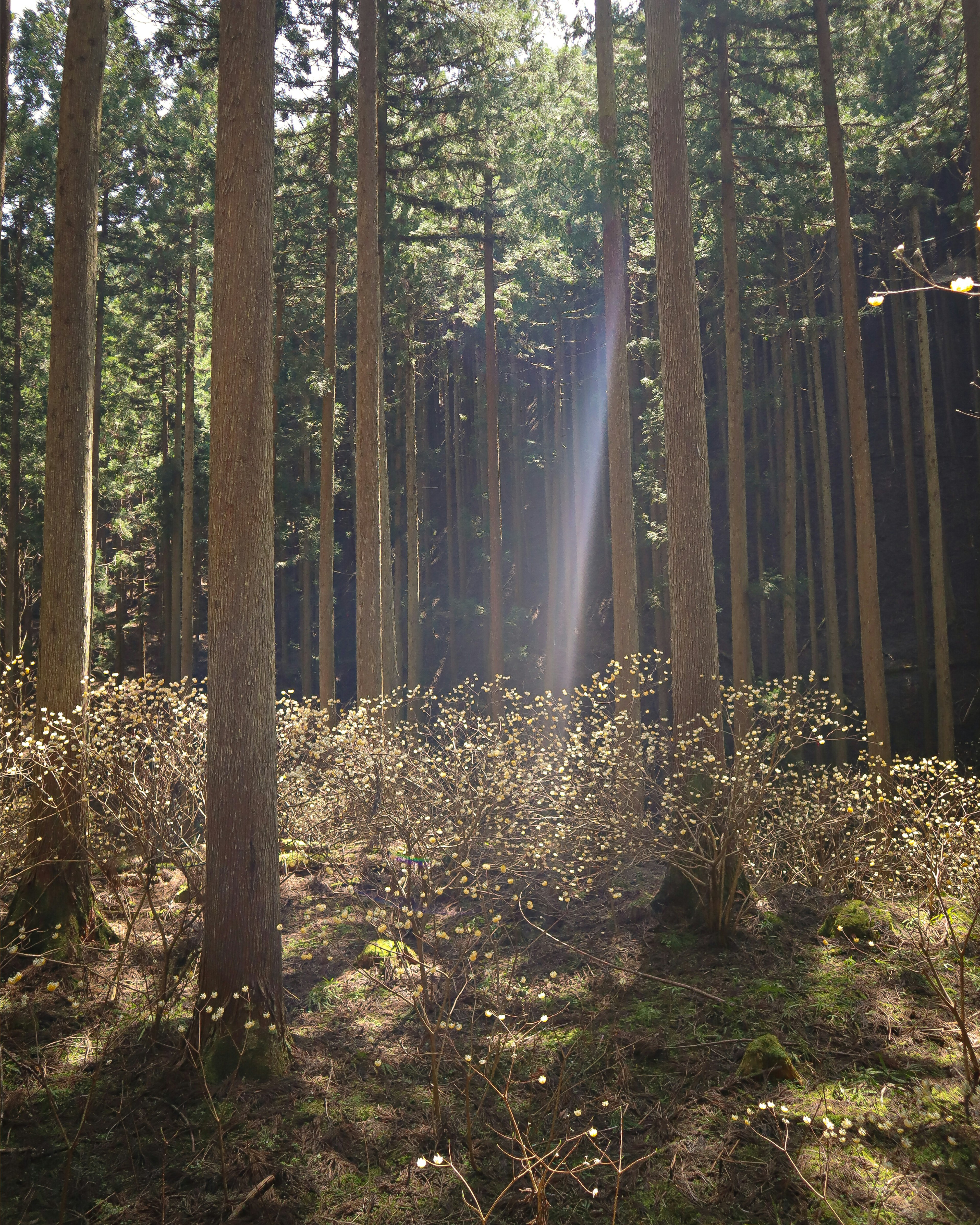 Sonnenlicht, das durch hohe Bäume in einem ruhigen Wald filtert