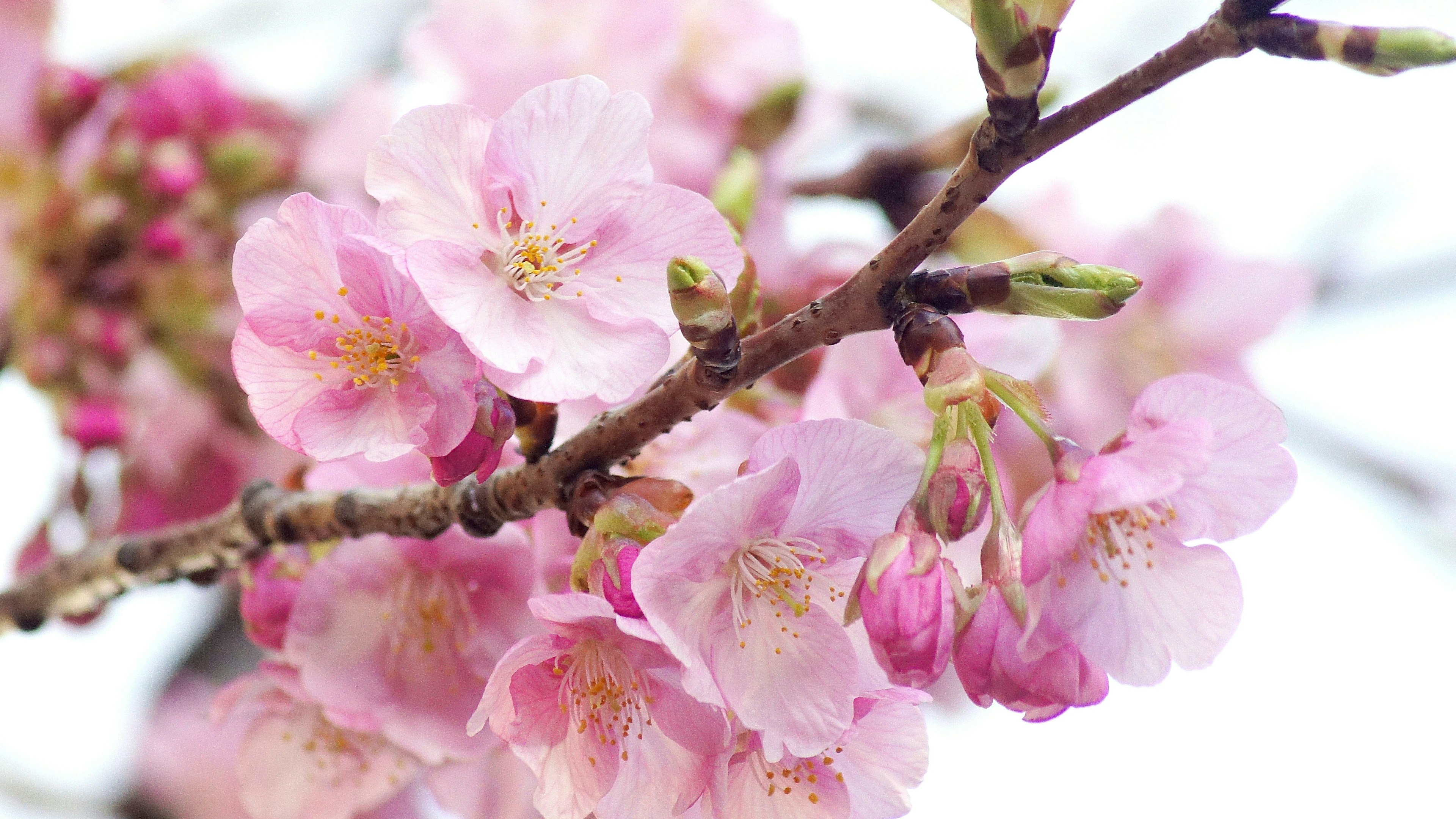 Acercamiento de flores de cerezo en una rama