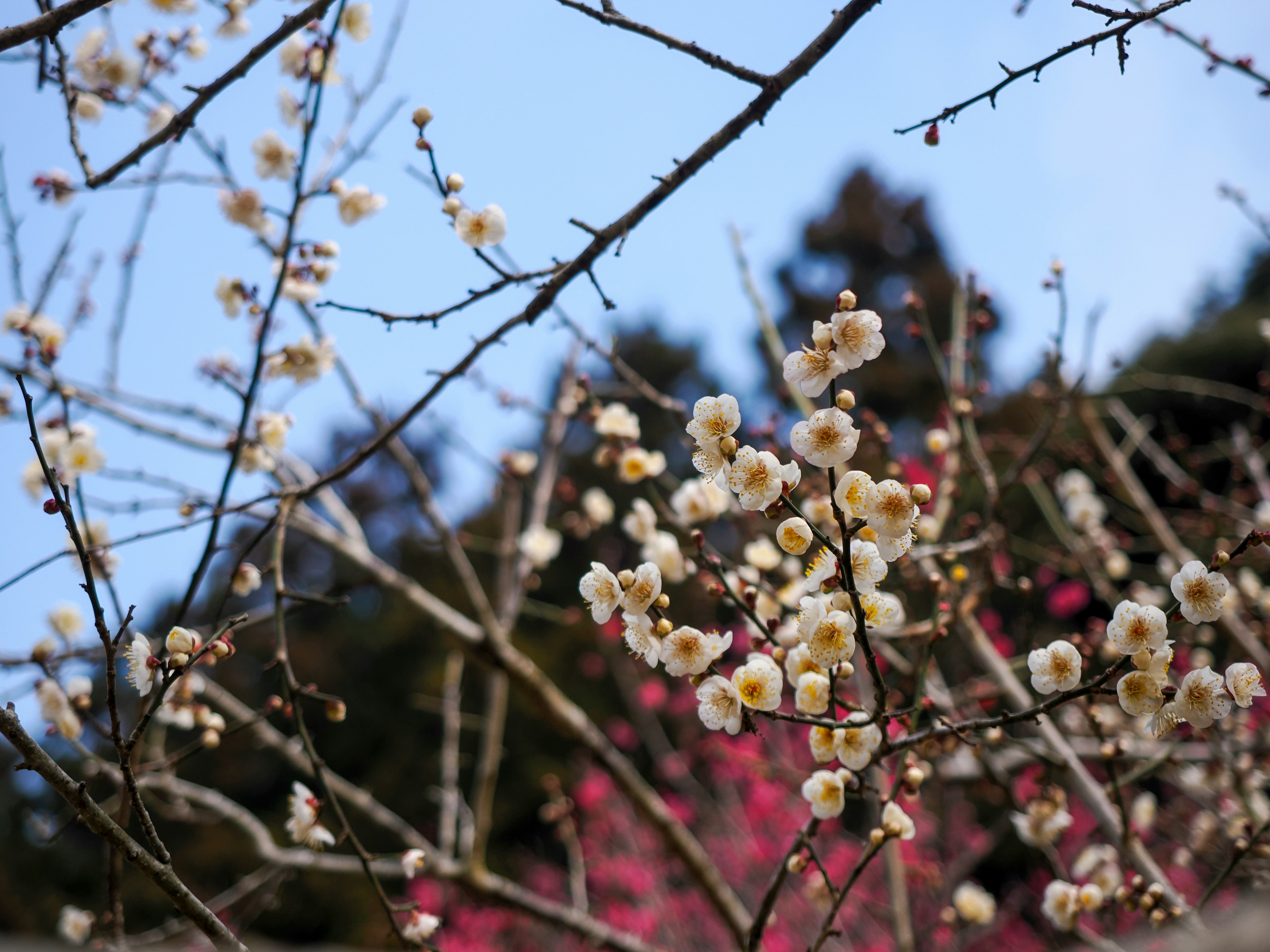 Gros plan de fleurs de prunier blanches sur des branches contre un ciel bleu