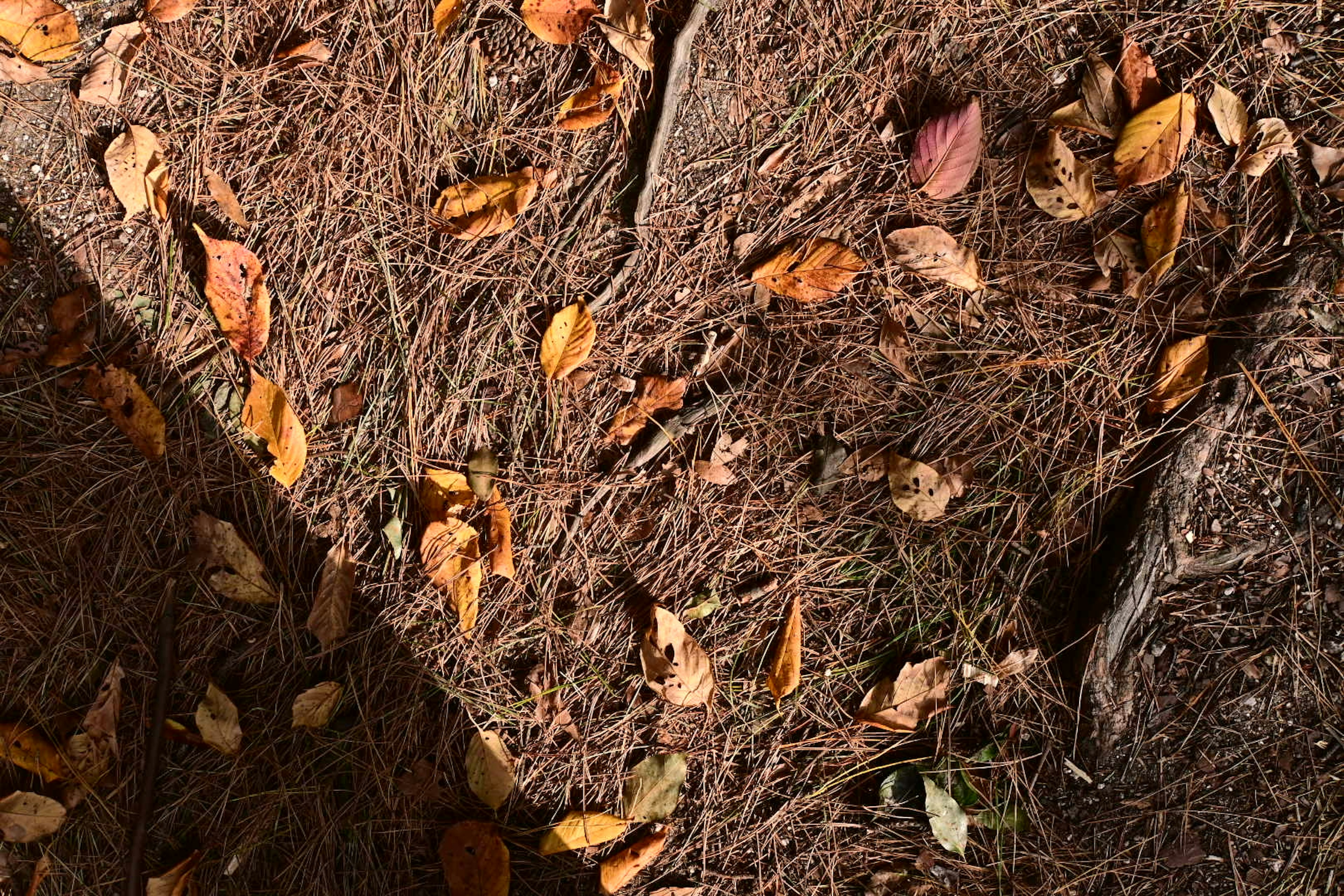 Gros plan du sol recouvert de feuilles mortes et d'aiguilles de pin