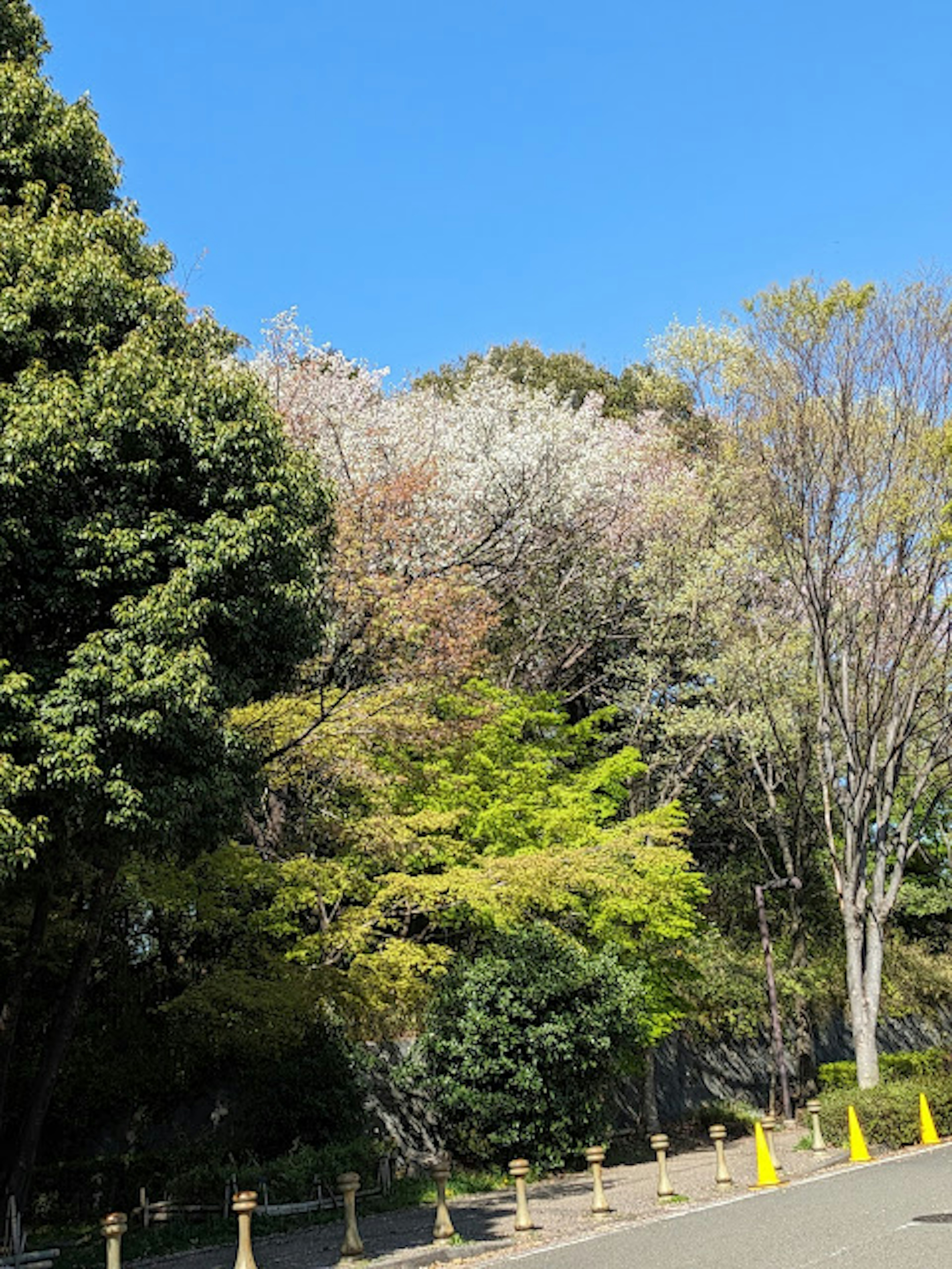 青空の下に色とりどりの木々が広がる風景