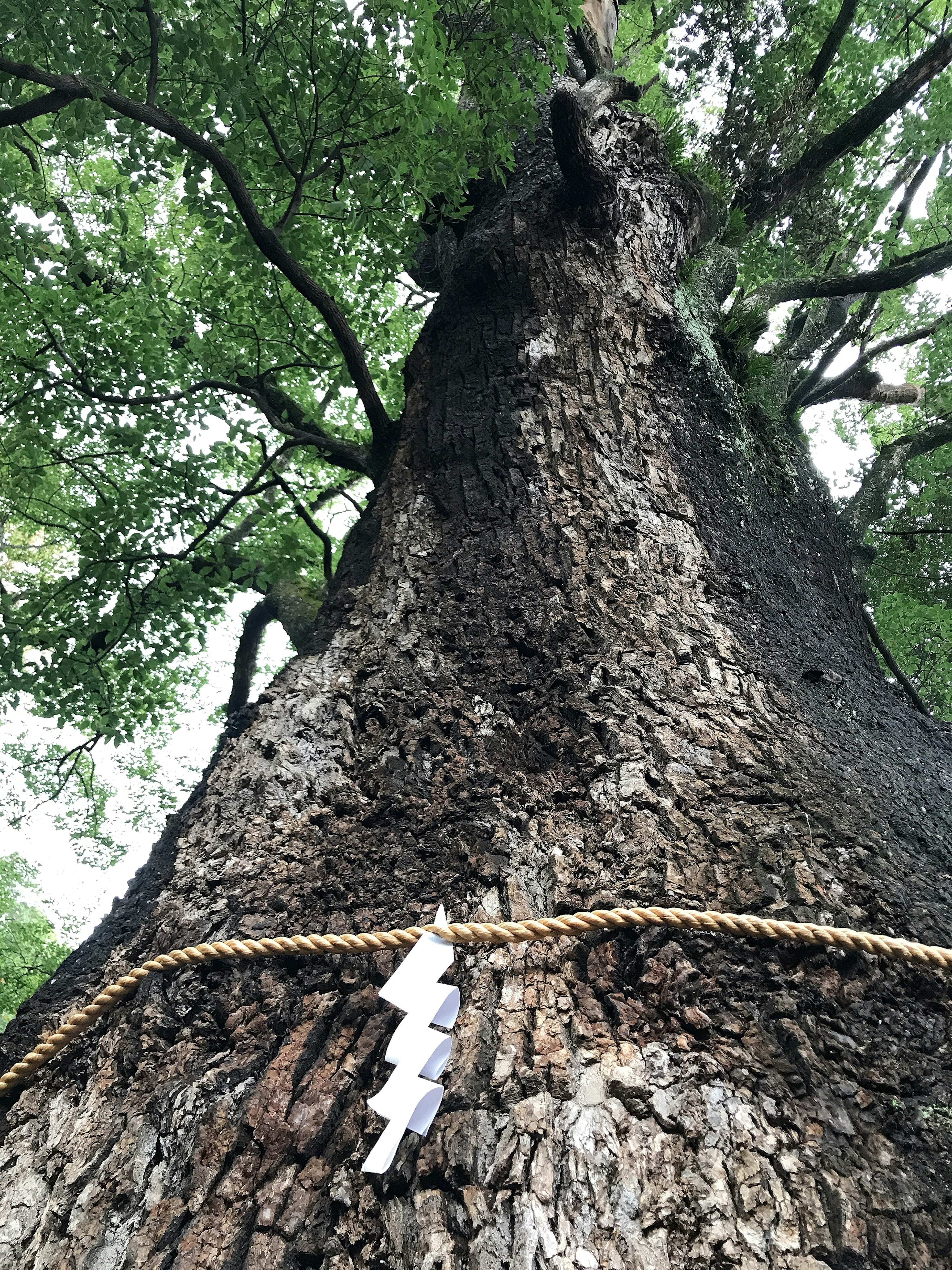 A large tree trunk viewed from below with green leaves above and a rope wrapped around the trunk