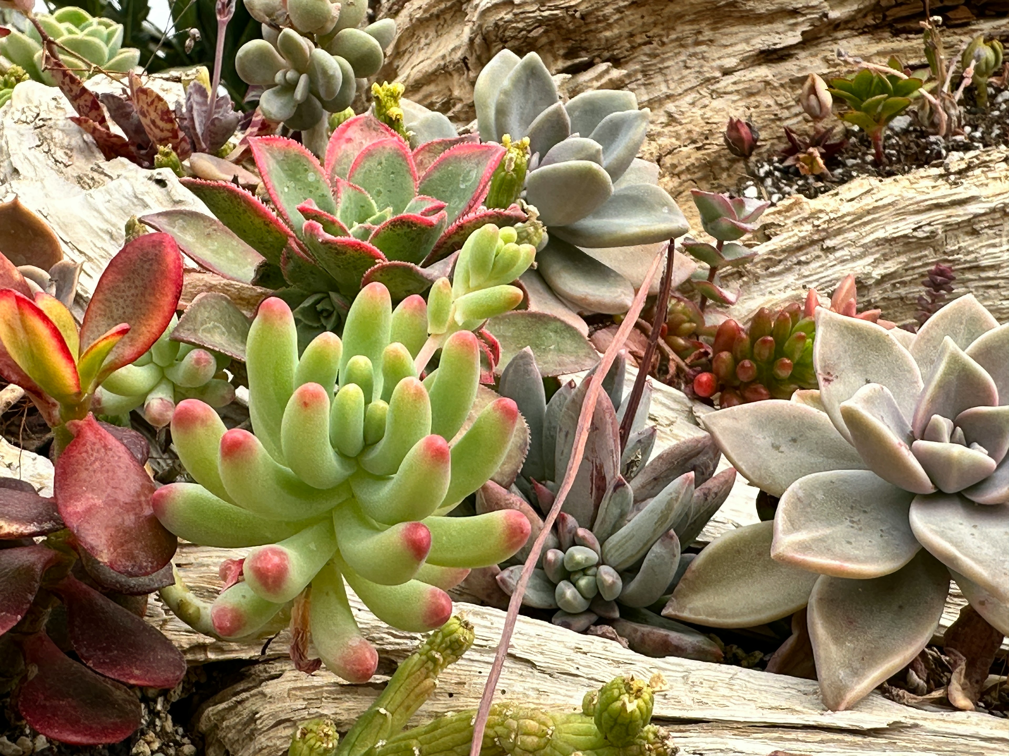 Une variété de succulentes colorées entourant un morceau de bois flotté