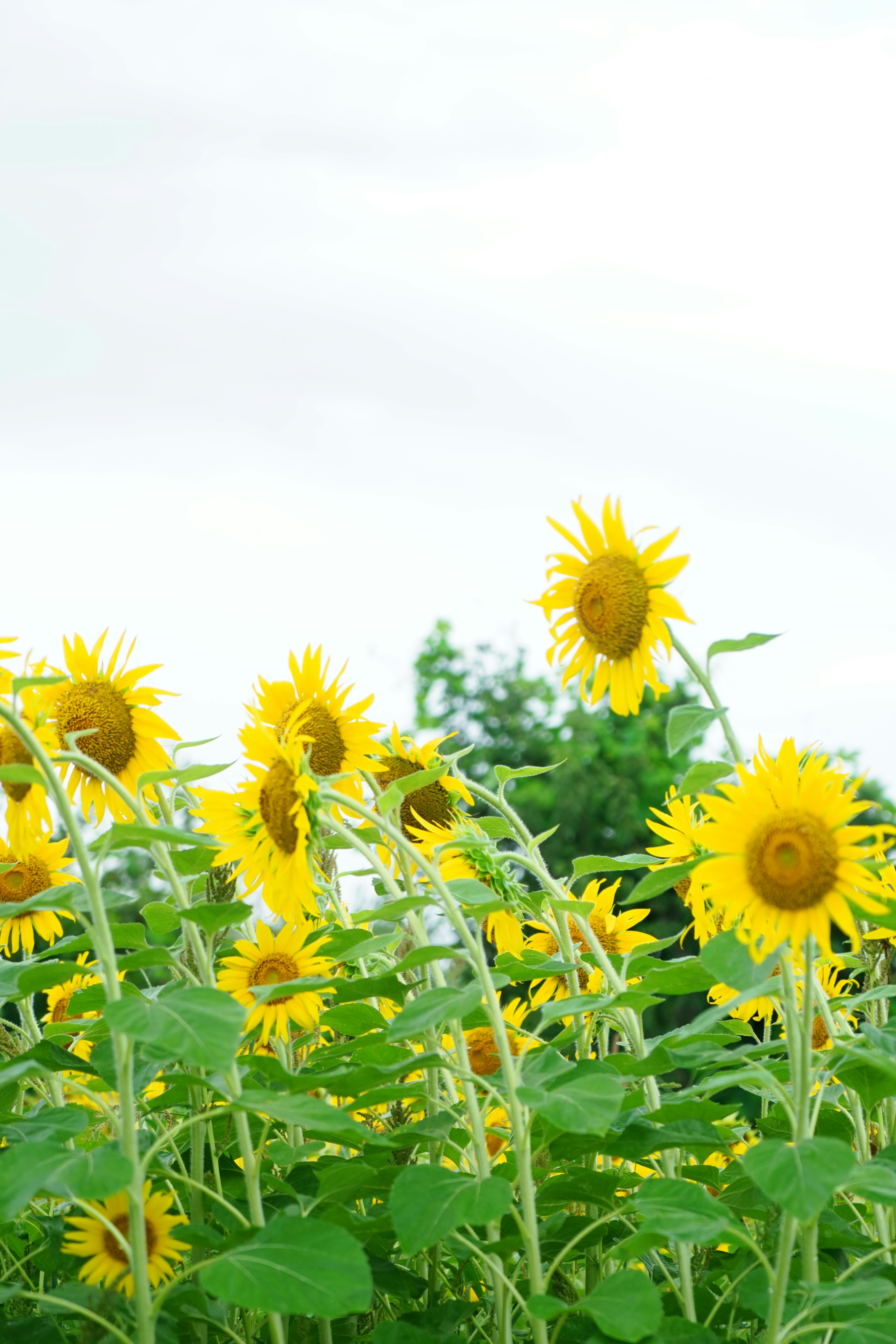 Feld mit leuchtend gelben Sonnenblumen vor einem bewölkten Himmel