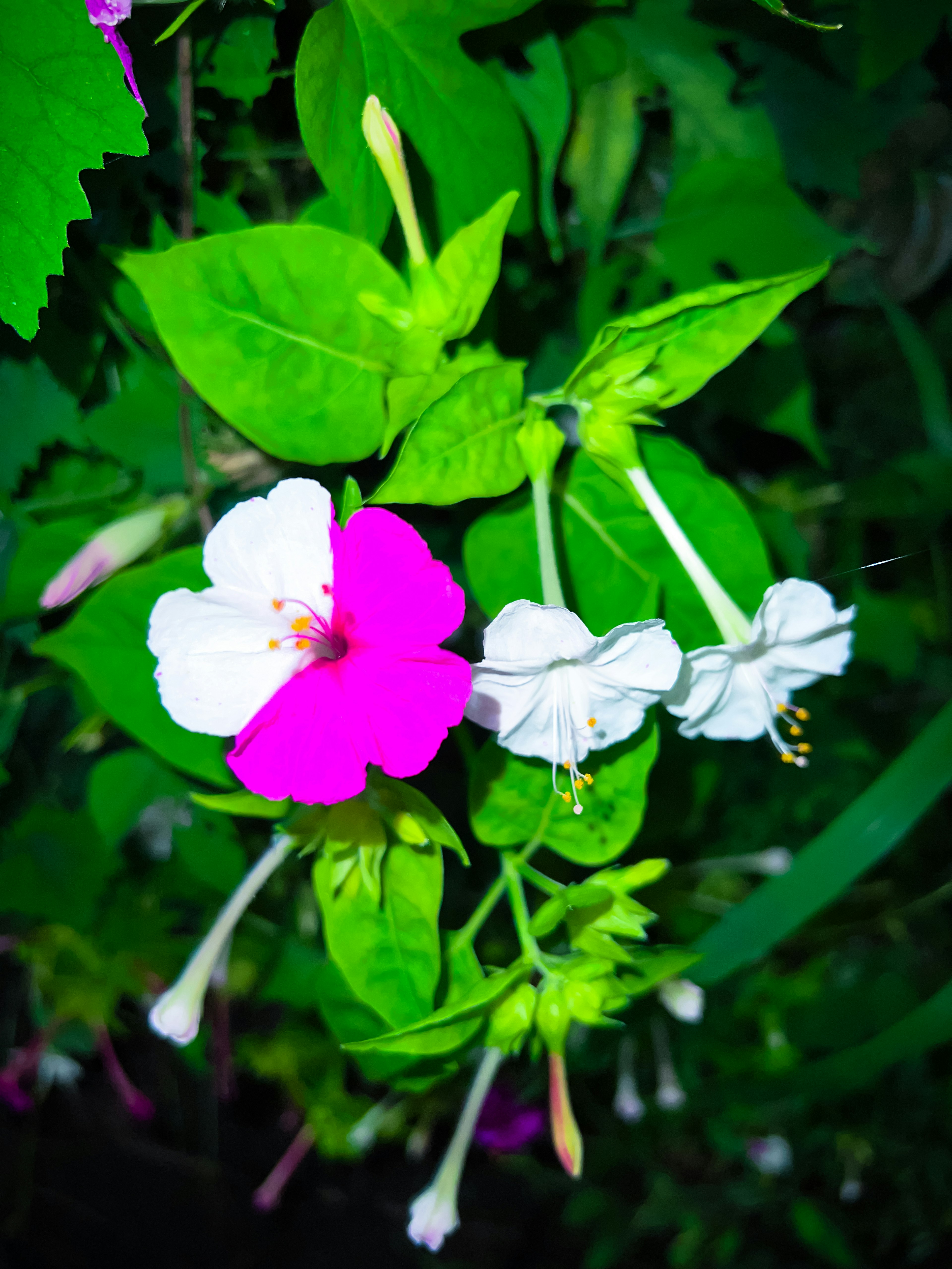 緑の葉に囲まれた鮮やかなピンクと白の花のコントラスト