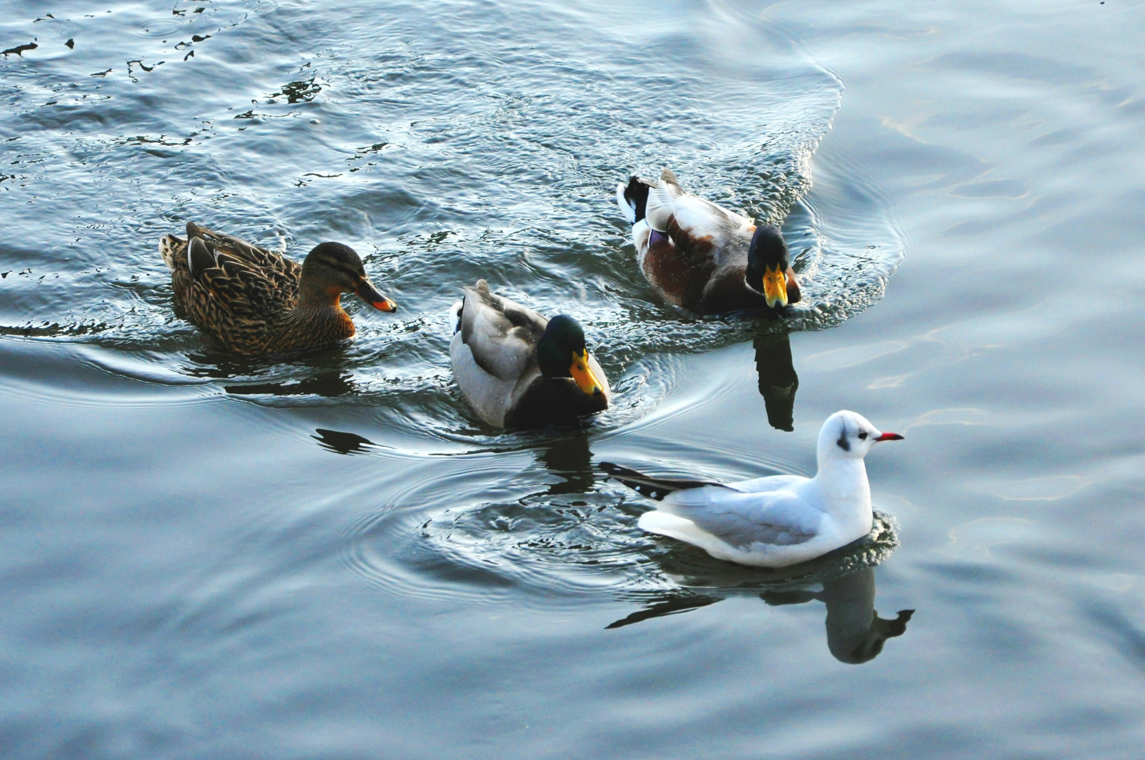 Gruppo di anatre e un gabbiano che nuotano sull'acqua