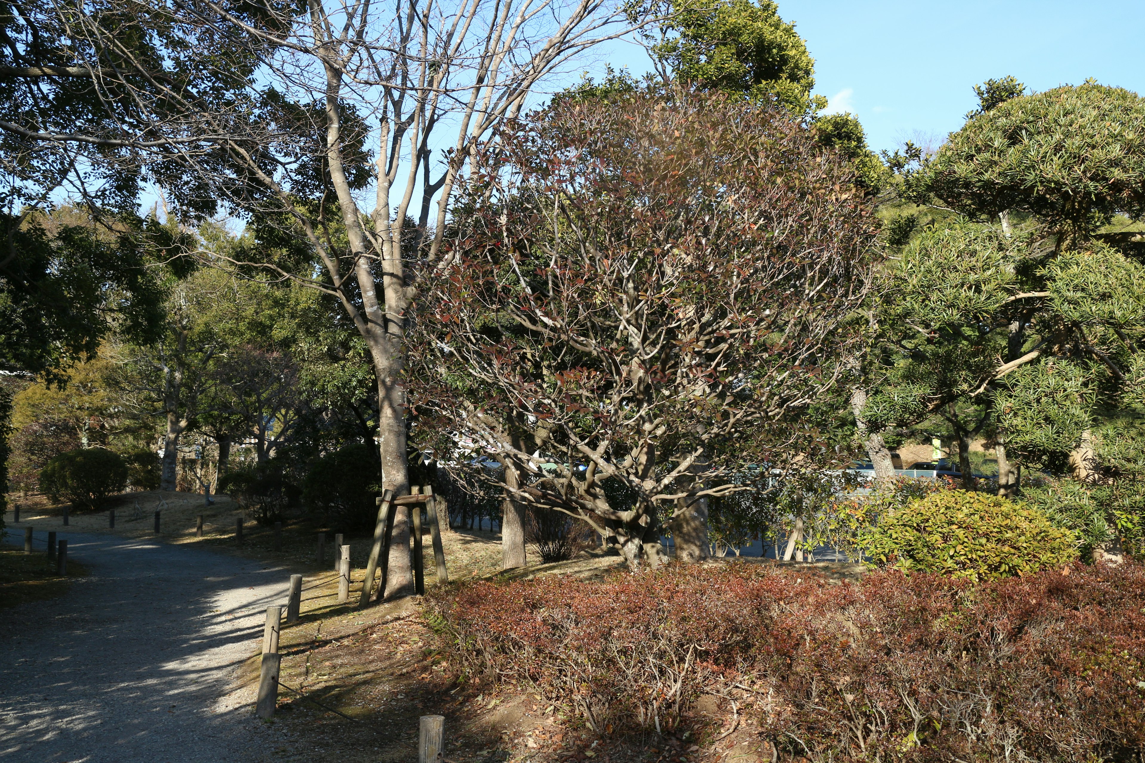 Winter scene in a park with bare trees and greenery under a clear blue sky