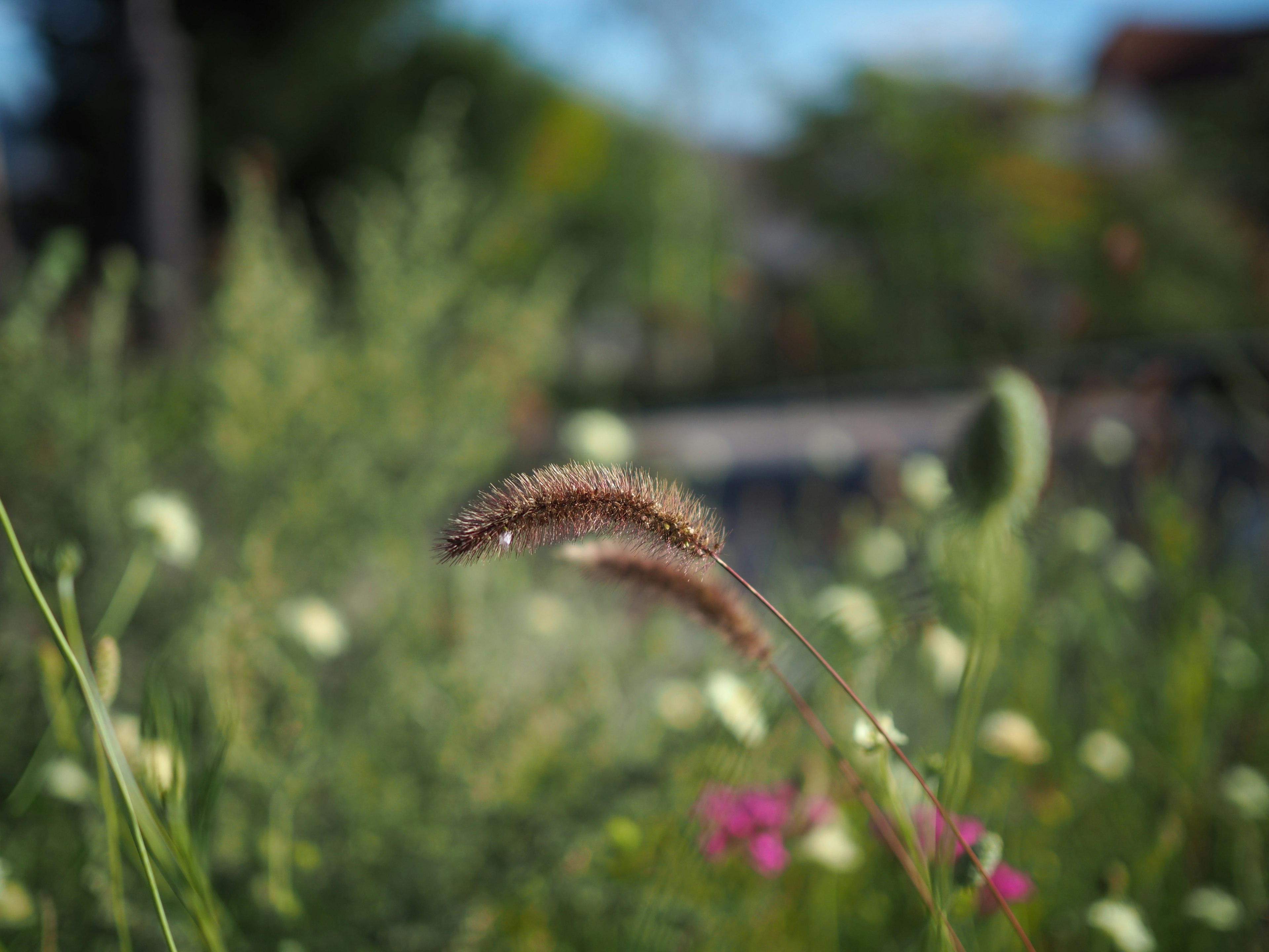 緑の草原に咲く色とりどりの花と穂先のある草