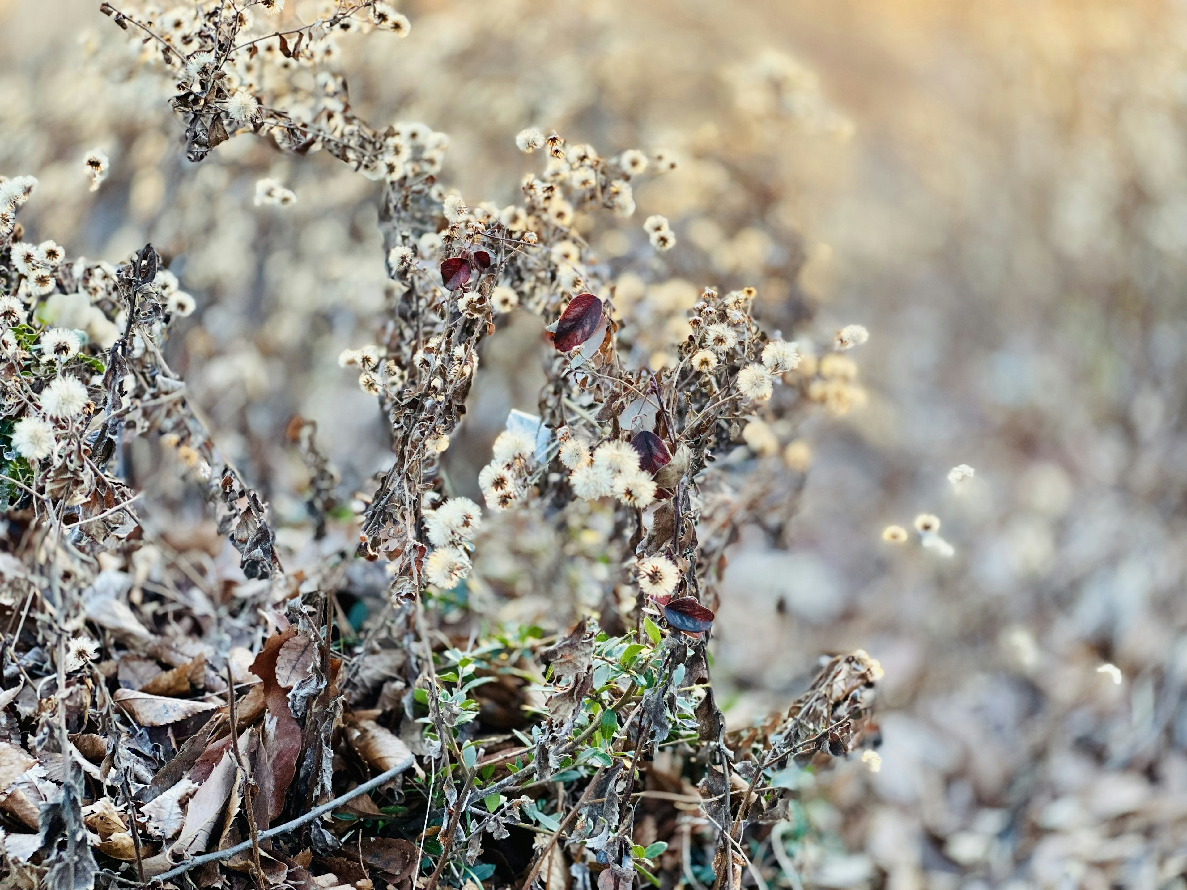 Getrocknete Wildblumen mit weißen Blüten in einer natürlichen Umgebung