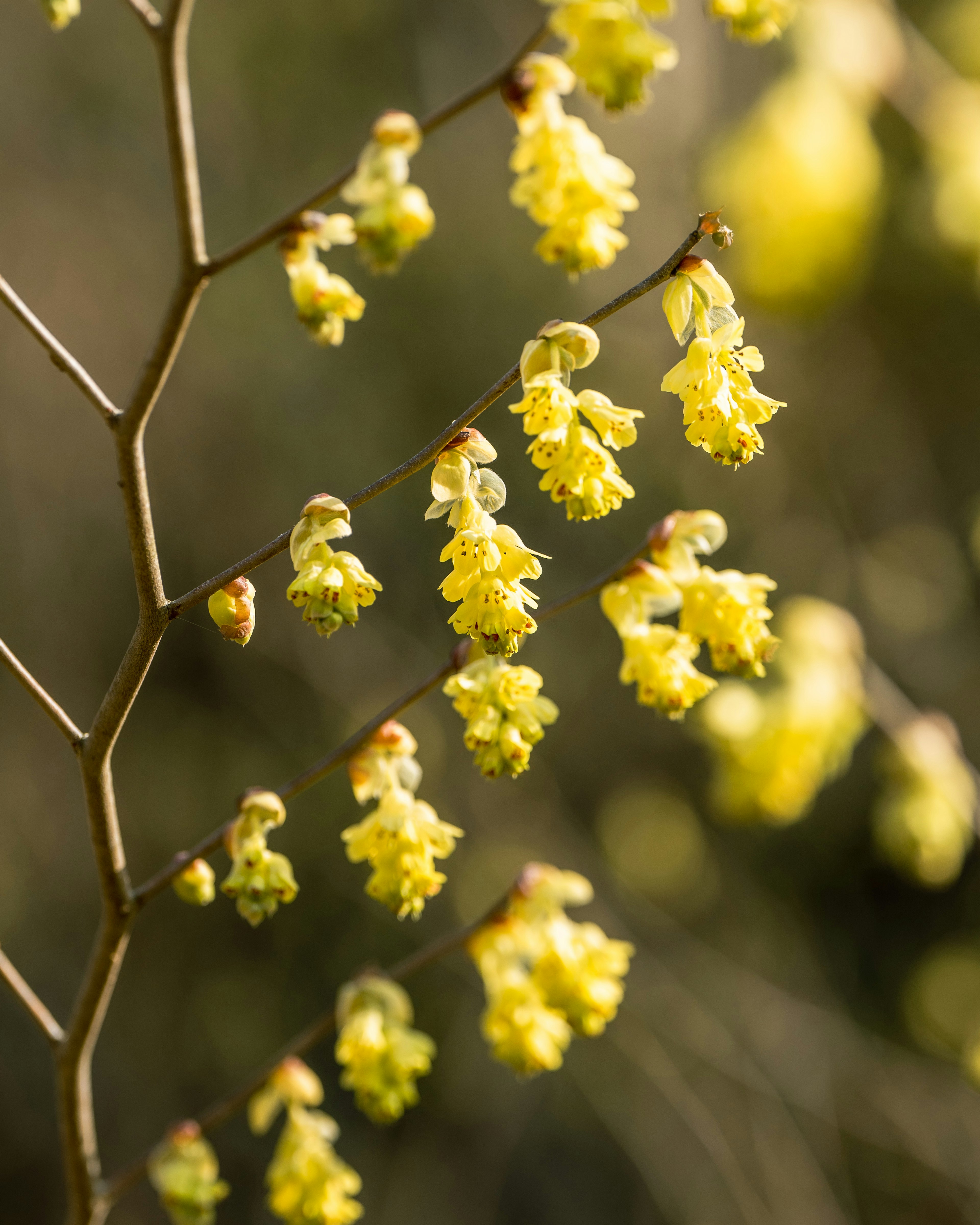 Ramo con grappoli di fiori gialli