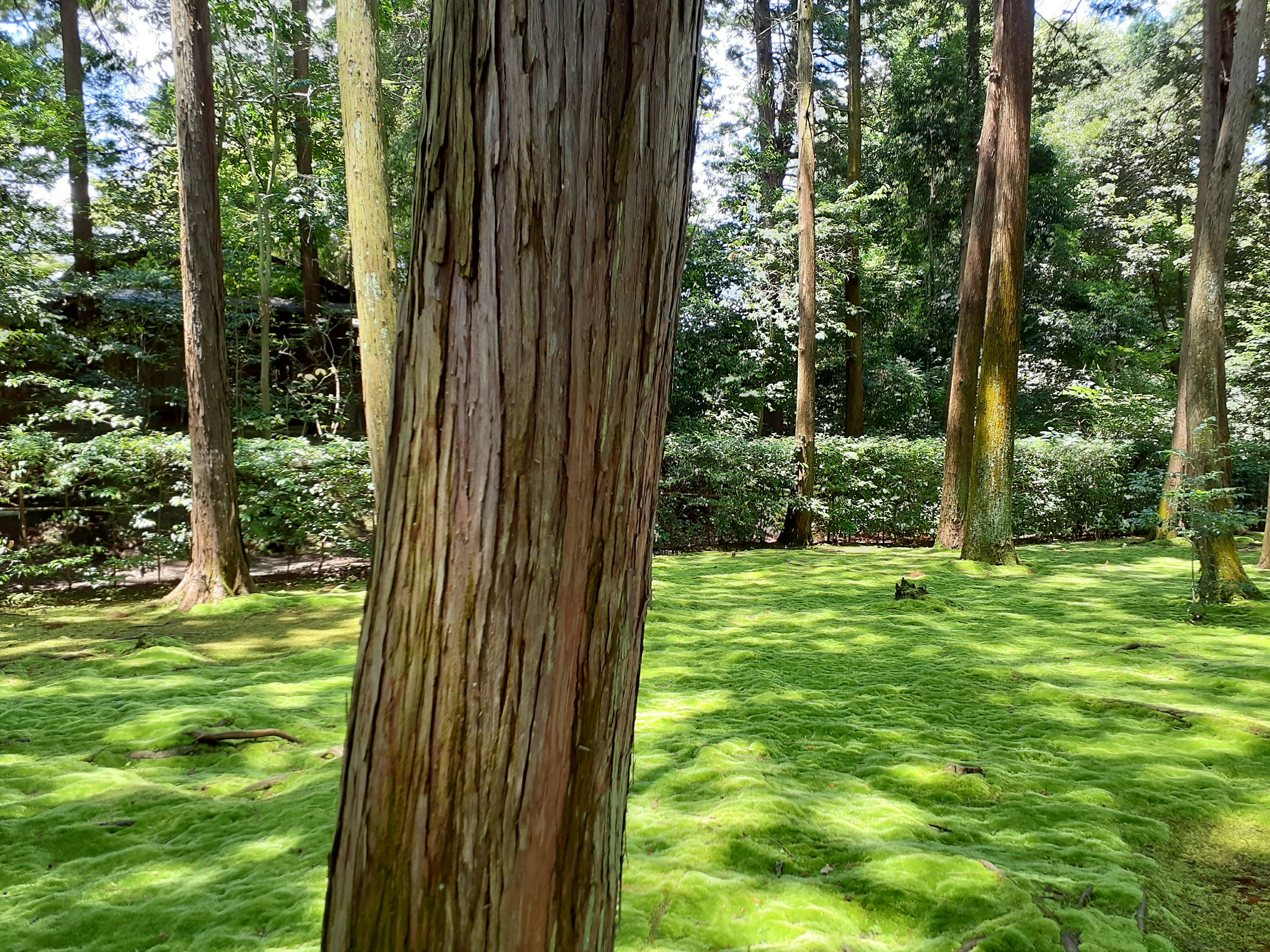 Immagine di alberi in una foresta coperta di muschio verde