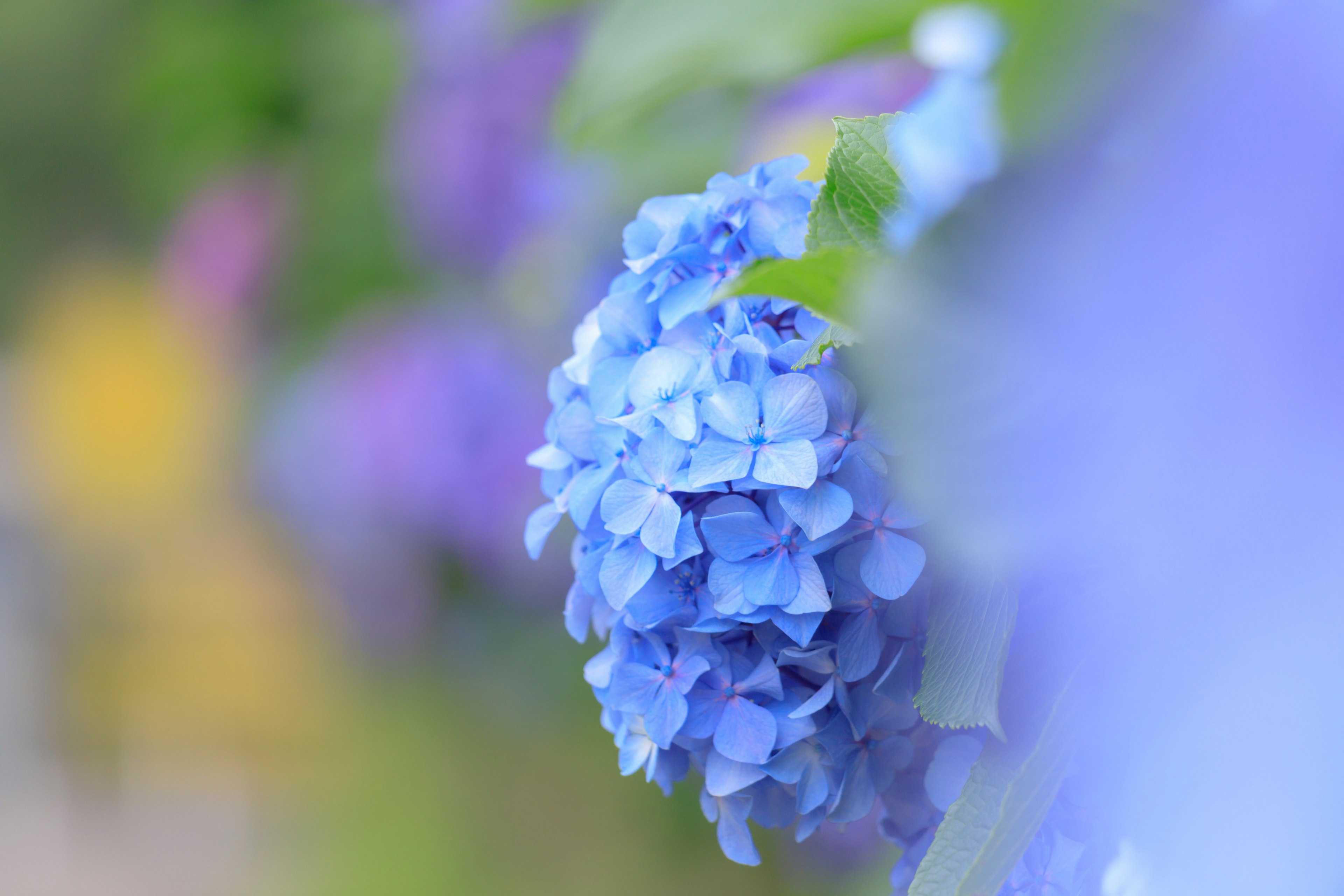 Acercamiento de una flor de hortensia azul con fondo borroso