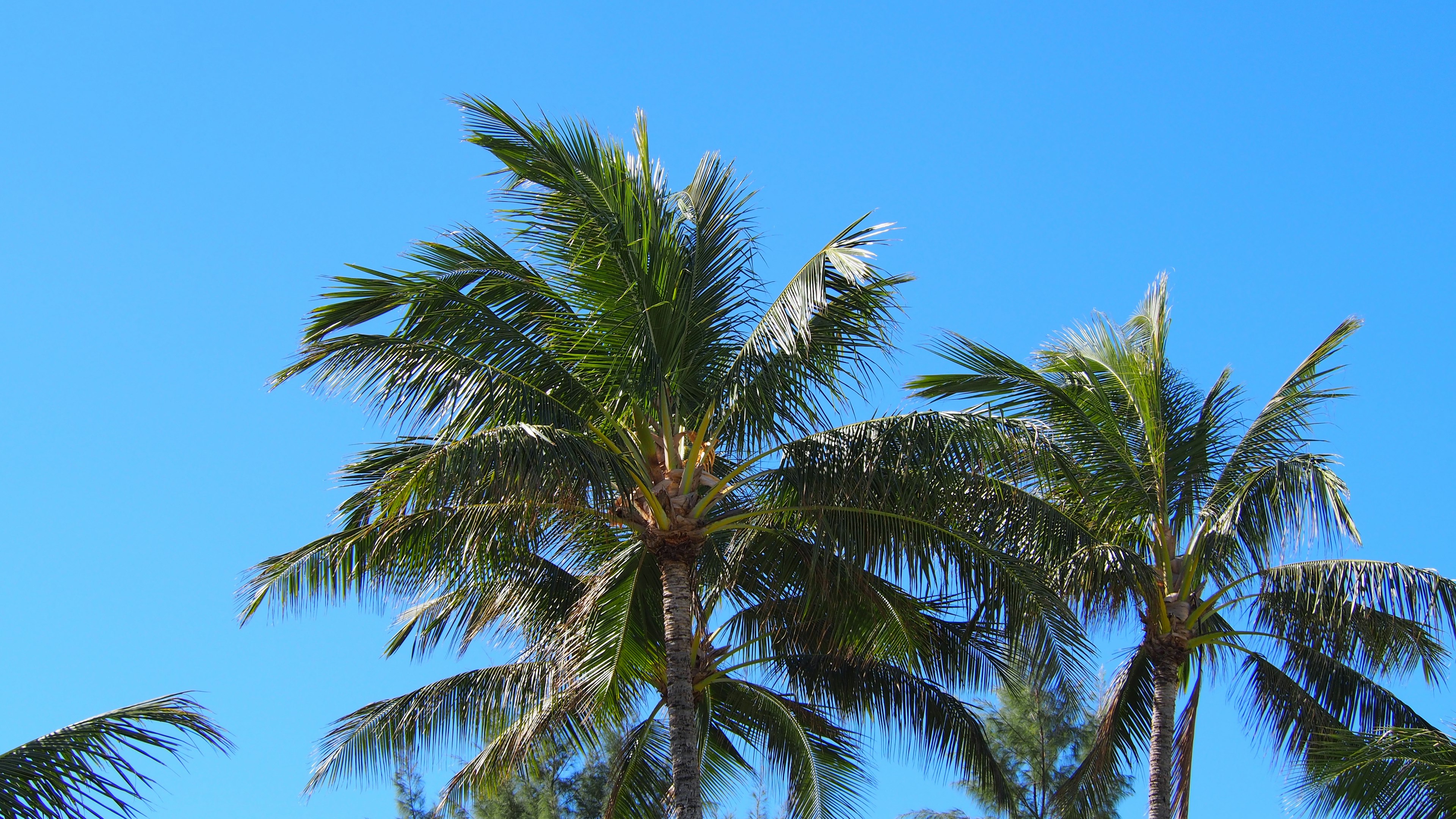 Cluster of palm trees under a clear blue sky