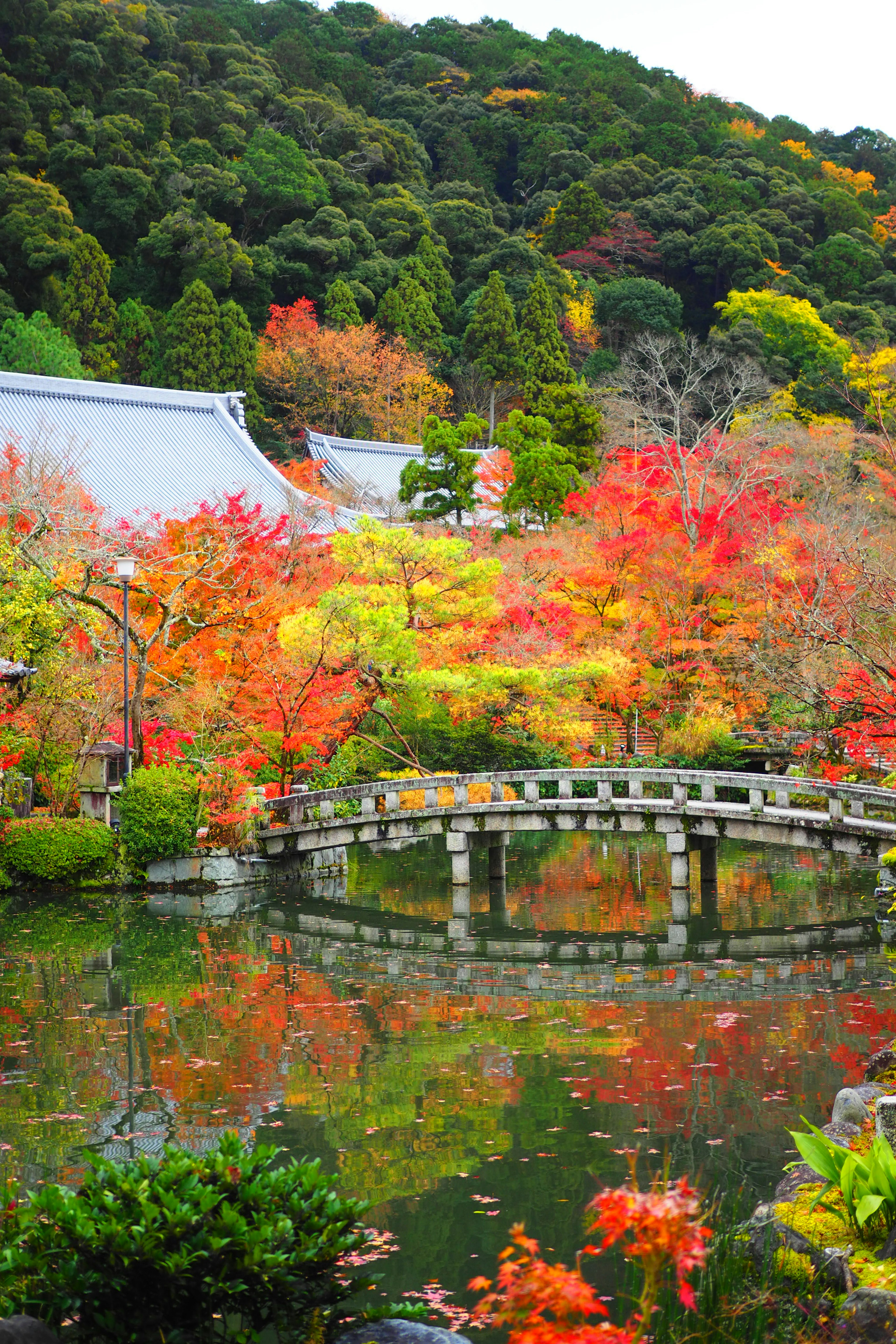 Giardino giapponese panoramico con fogliame autunnale vibrante e un piccolo ponte