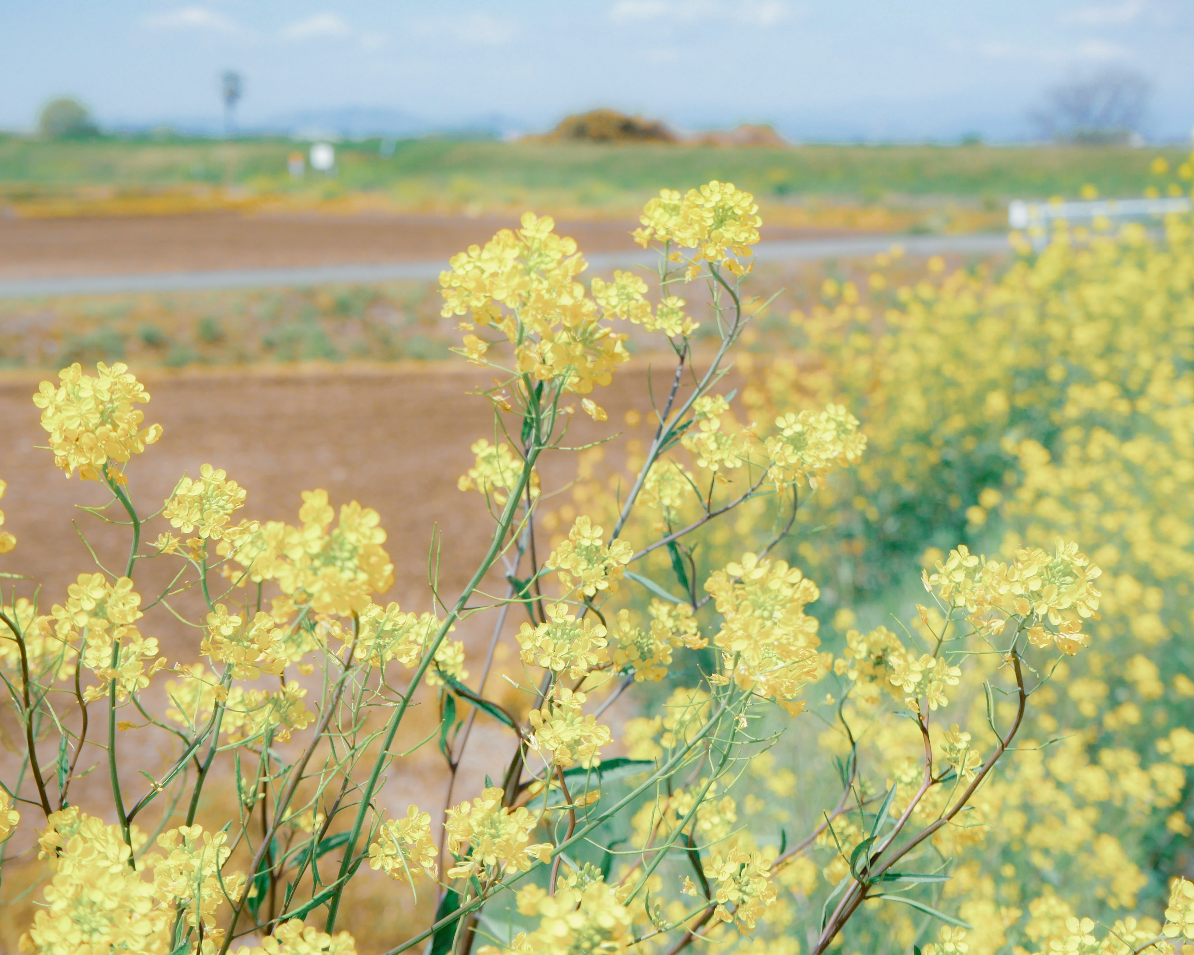 Ladang bunga kuning di bawah langit biru