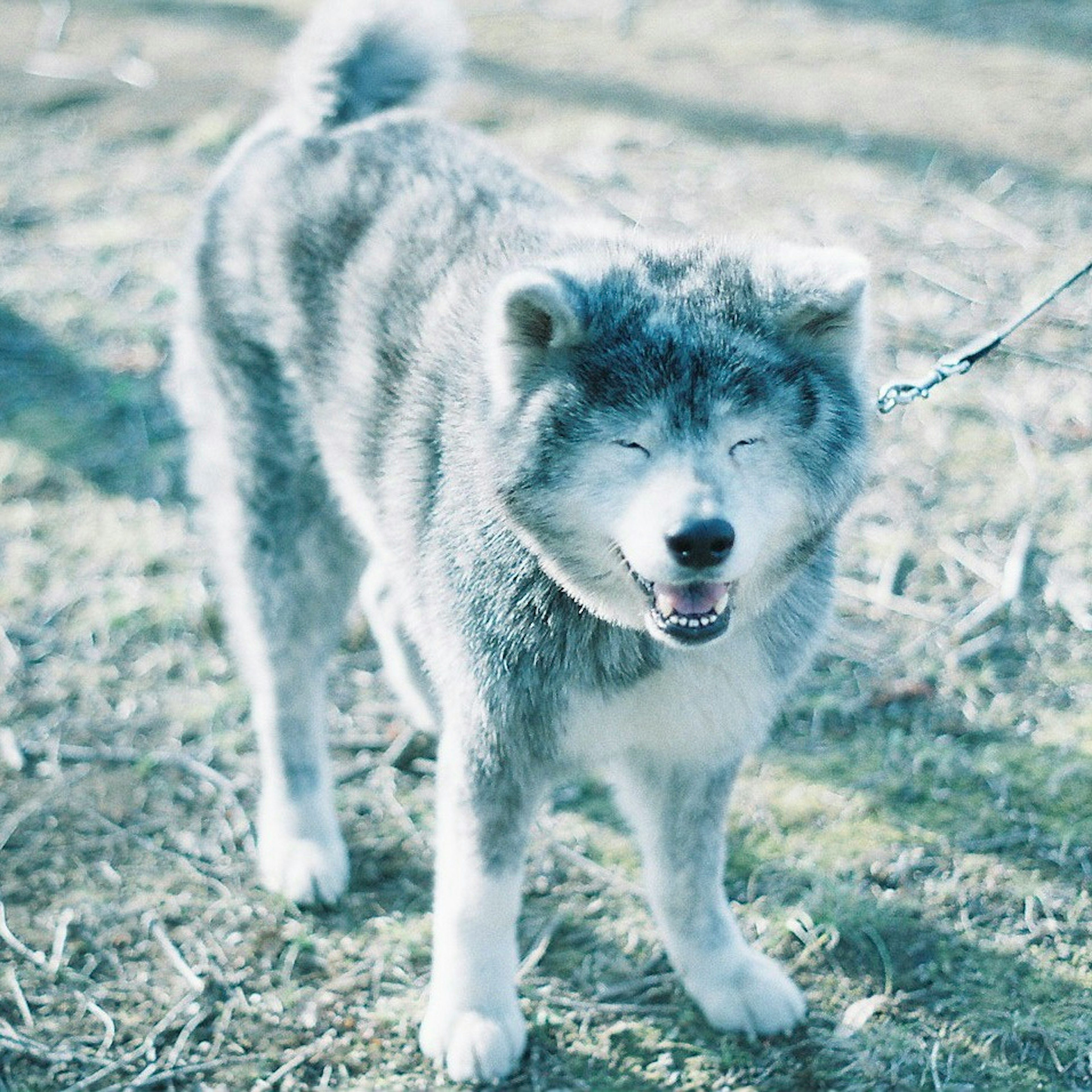 笑顔のアキタ犬がリードにつながれている