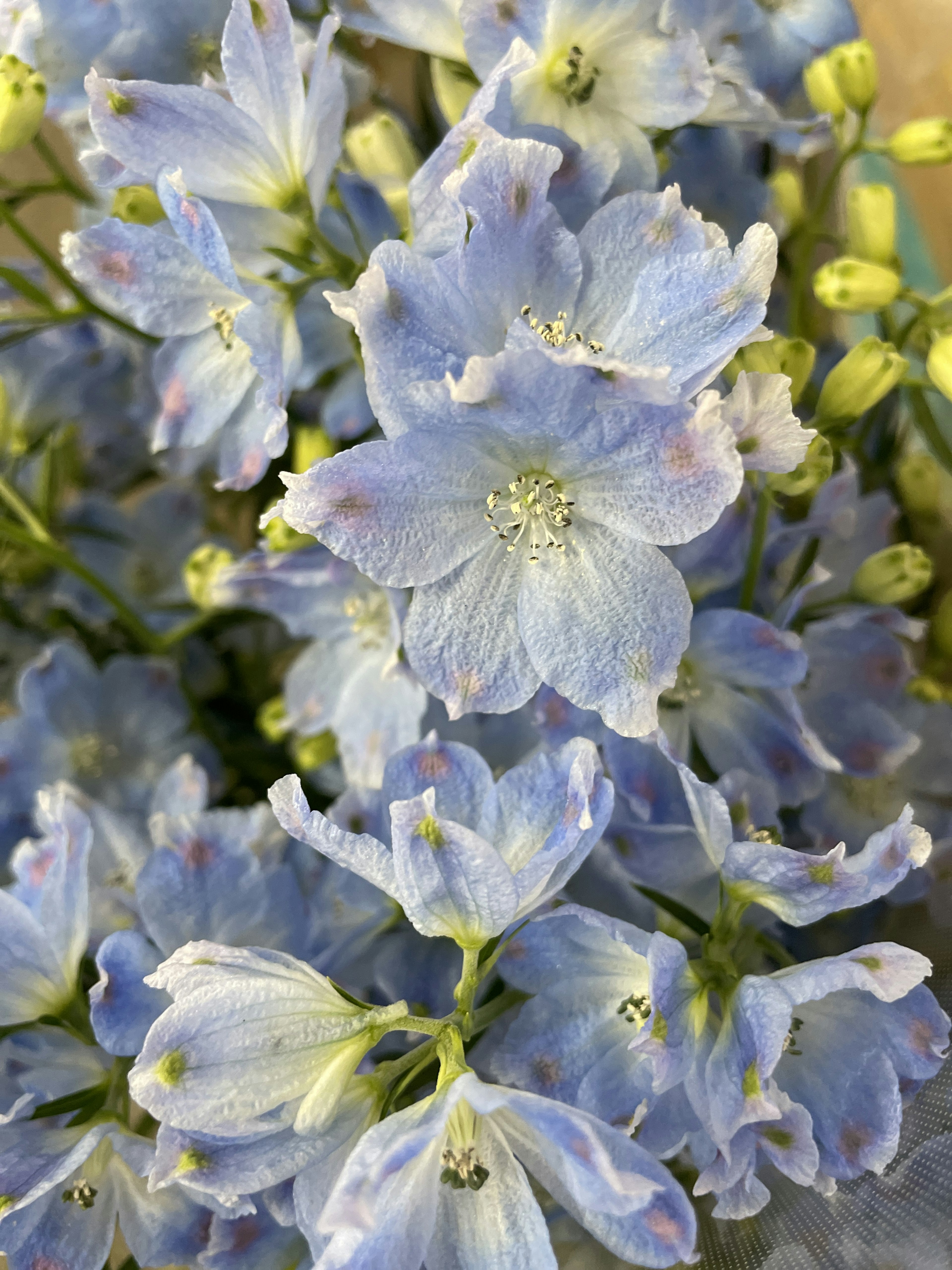 Close-up bunga biru halus yang mekar di tanaman