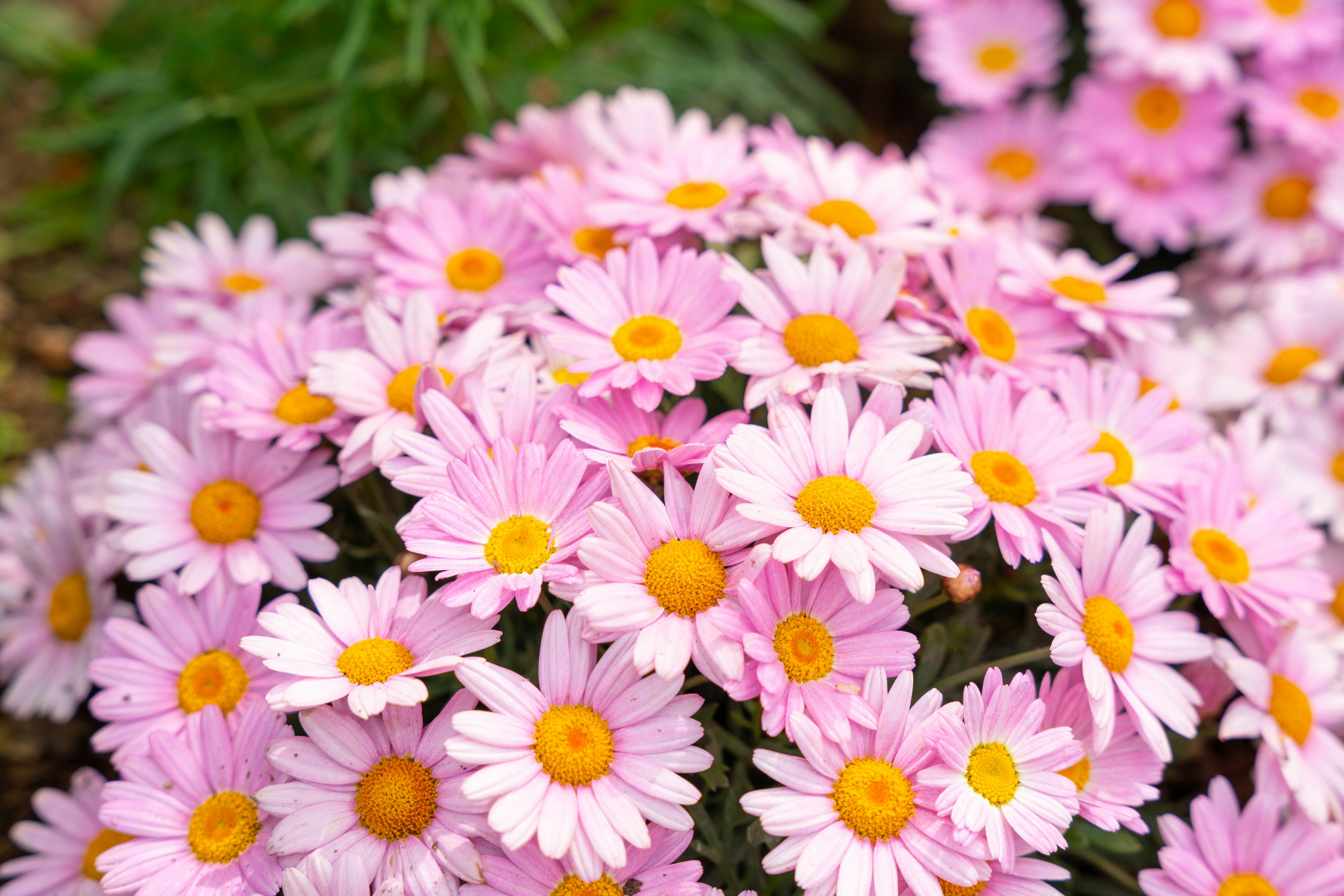 Un grupo de flores rosas con centros amarillos