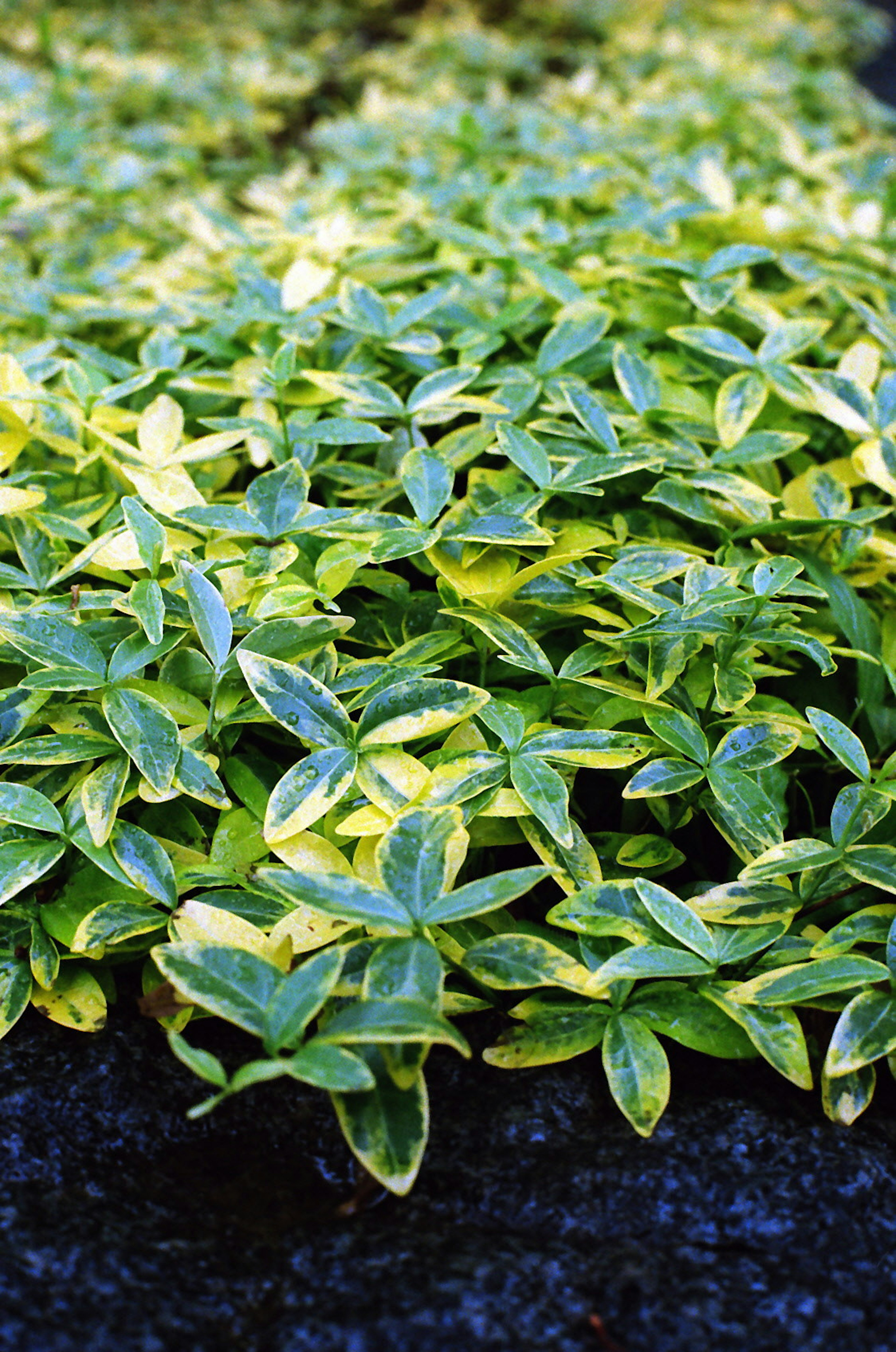 Dense growth of green and yellow leaves