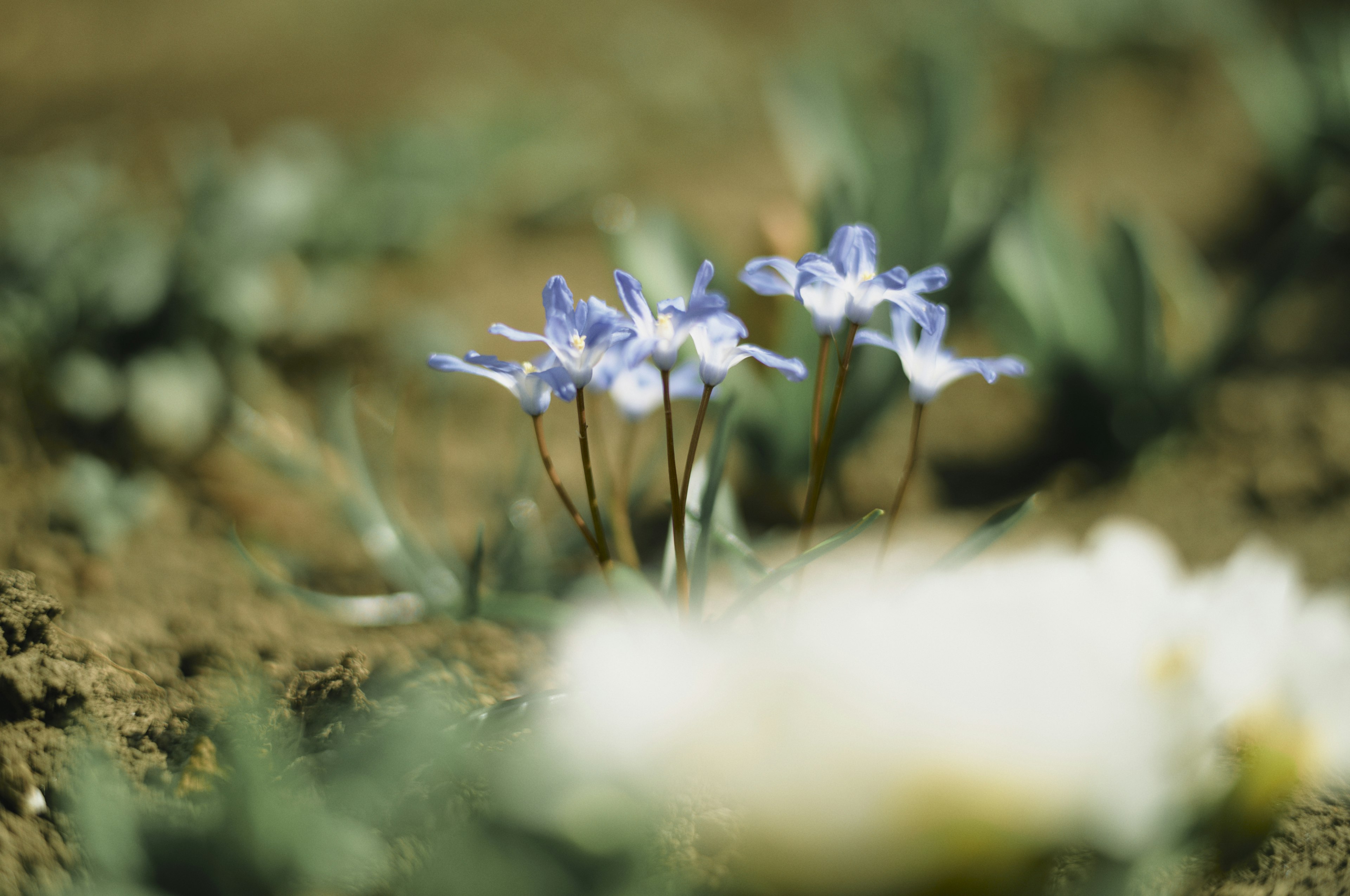 Kleine blau-lila Blumen, die auf dem Boden blühen