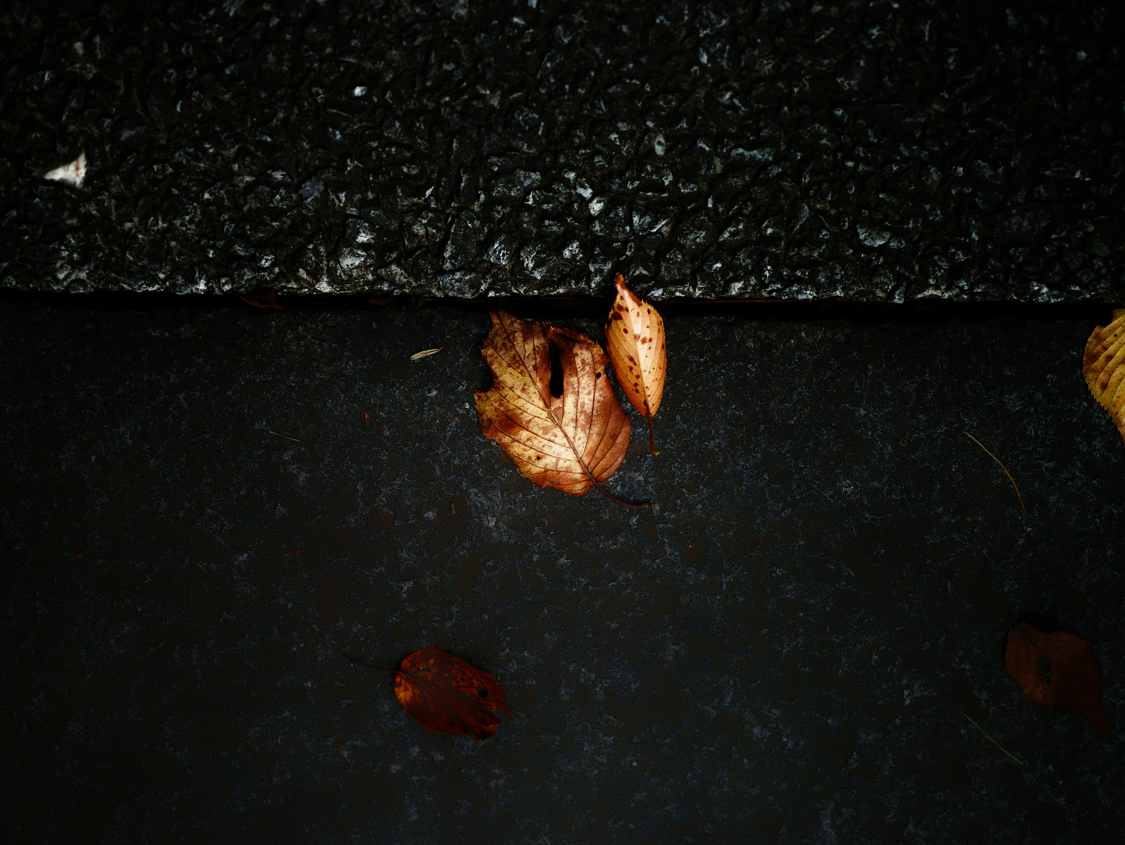 Brown leaves on black pavement