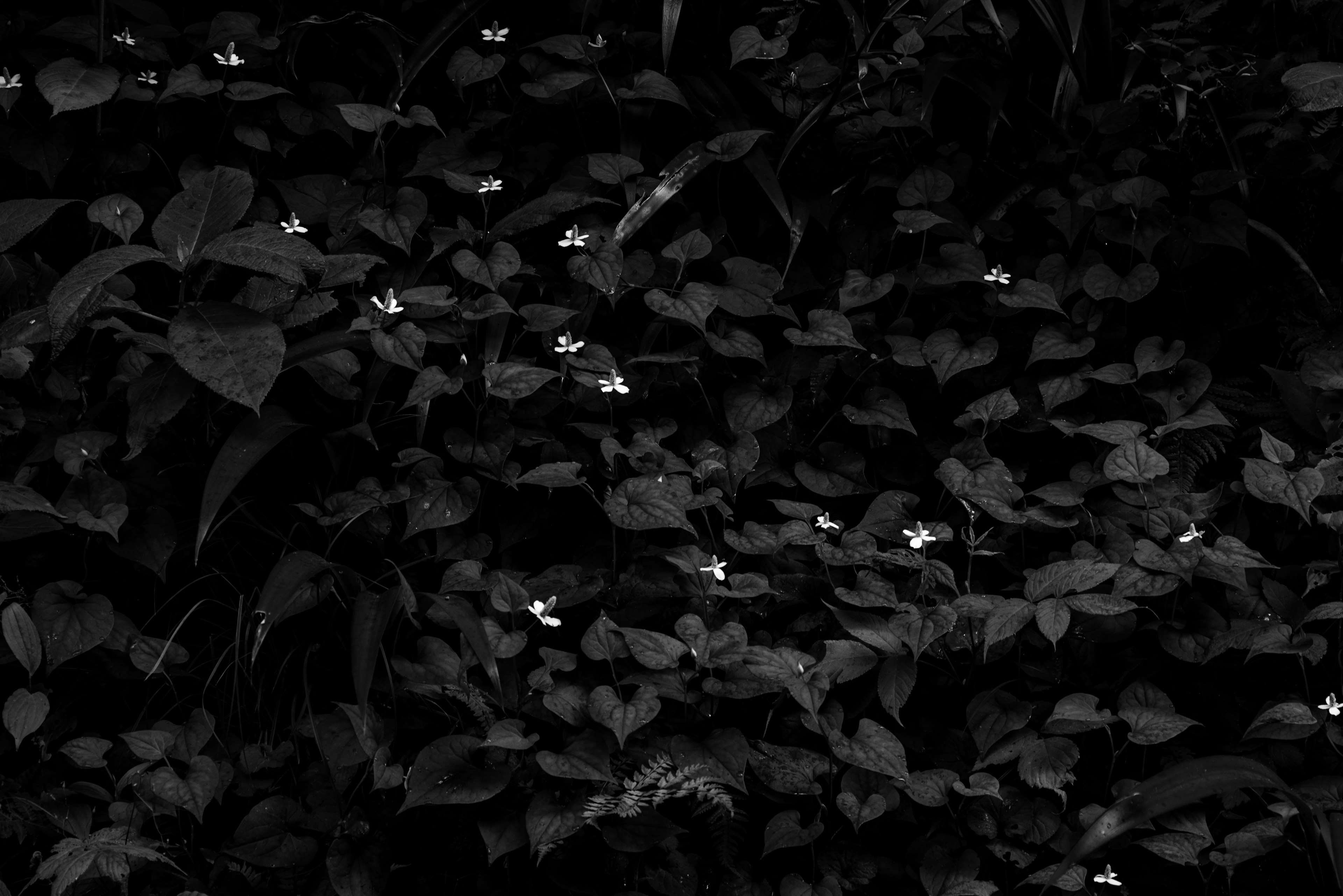 Feuillage dense avec de petites fleurs blanches éparpillées sur un fond sombre