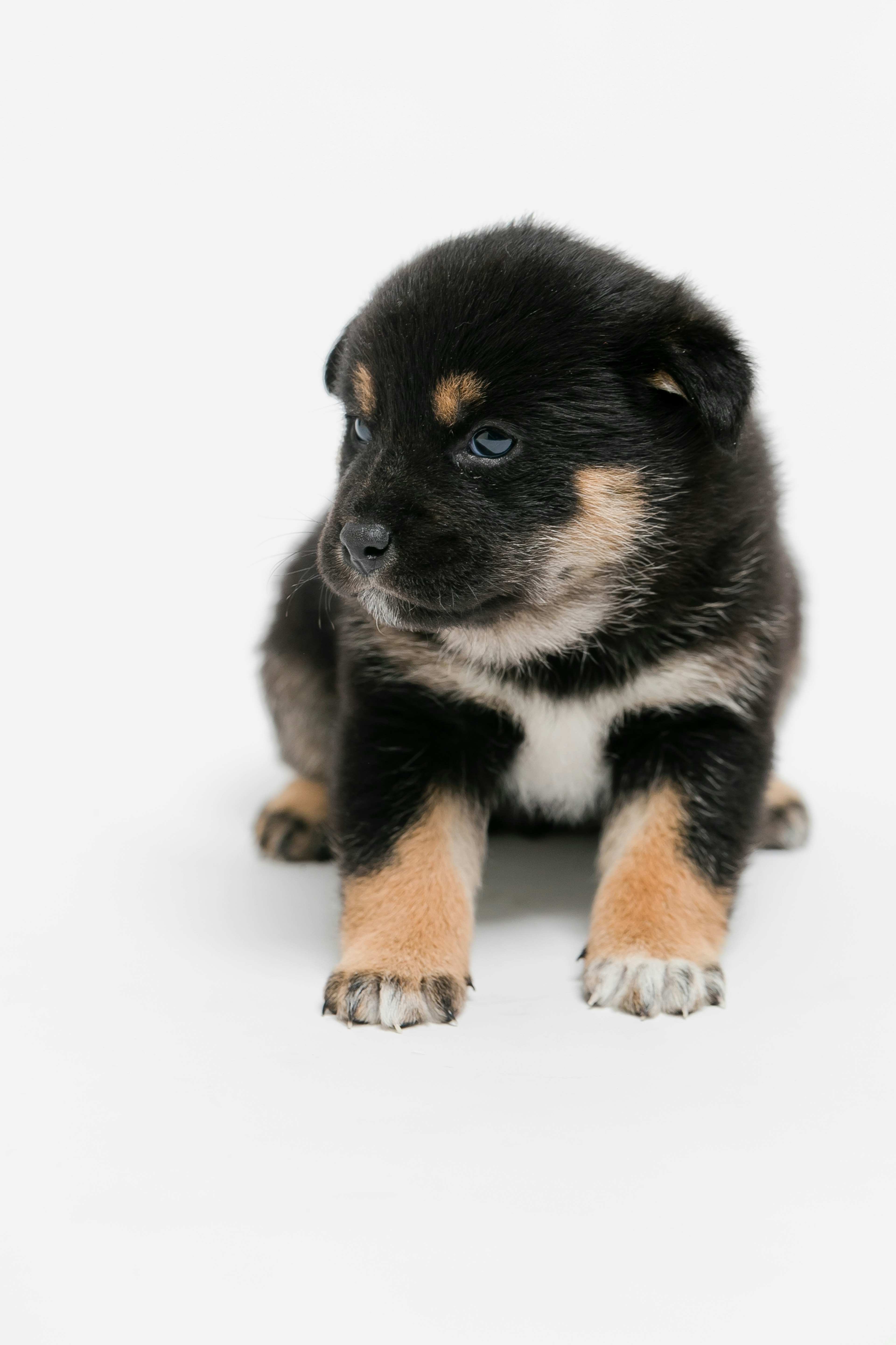 Un cucciolo nero e marrone seduto su uno sfondo bianco