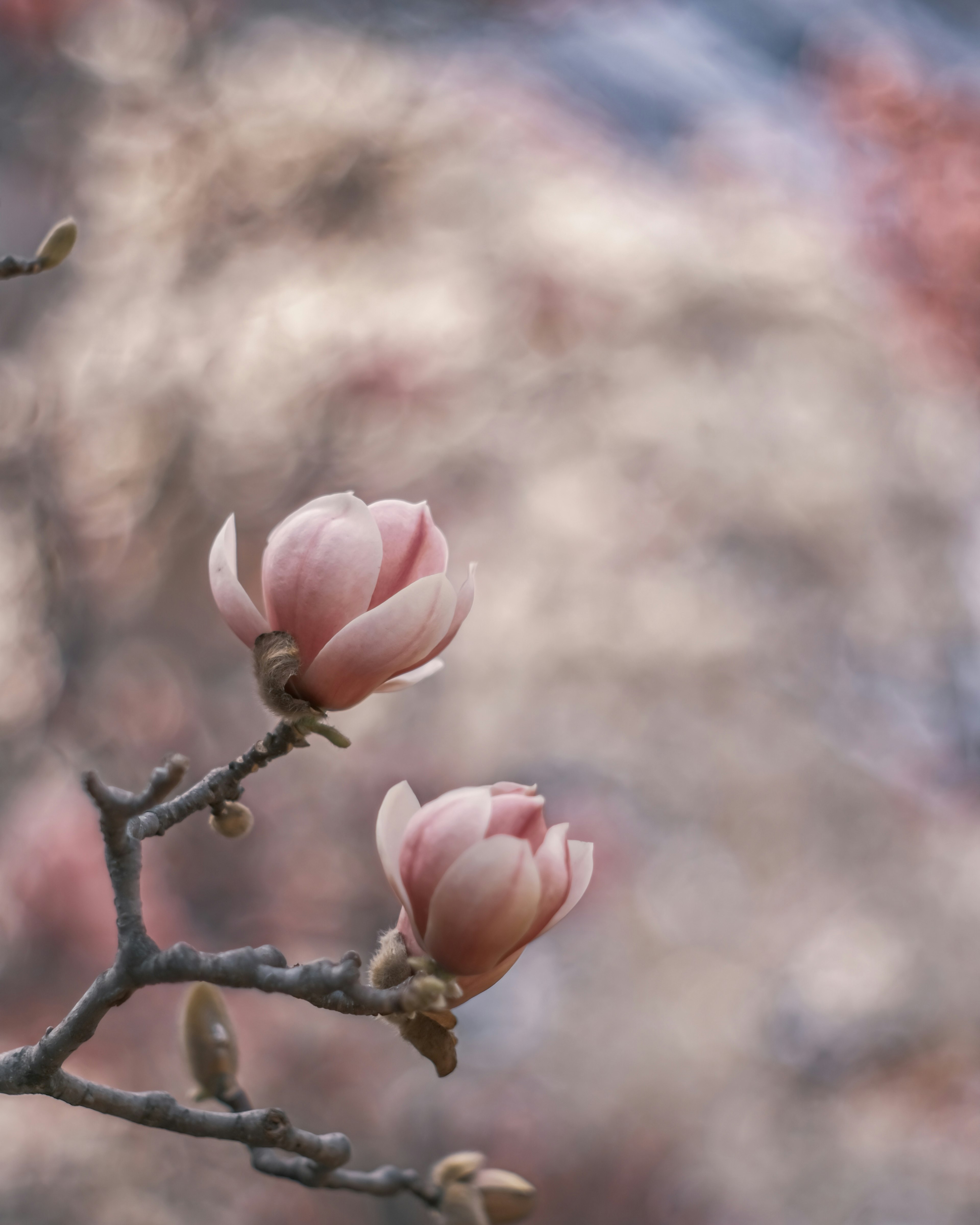 Soft focus image of pale pink magnolia flowers blooming on branches