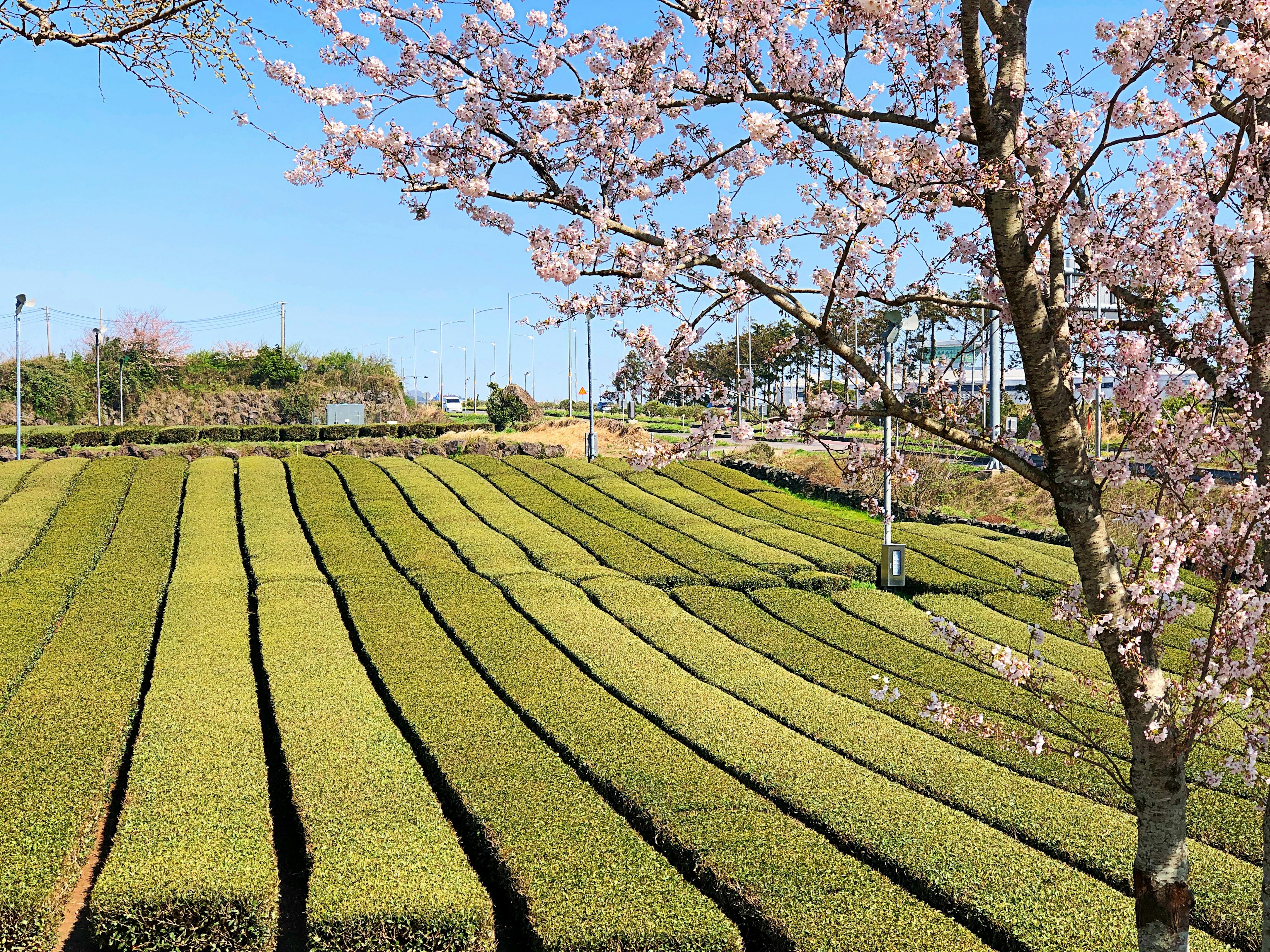 Landscape featuring green tea fields and a cherry blossom tree