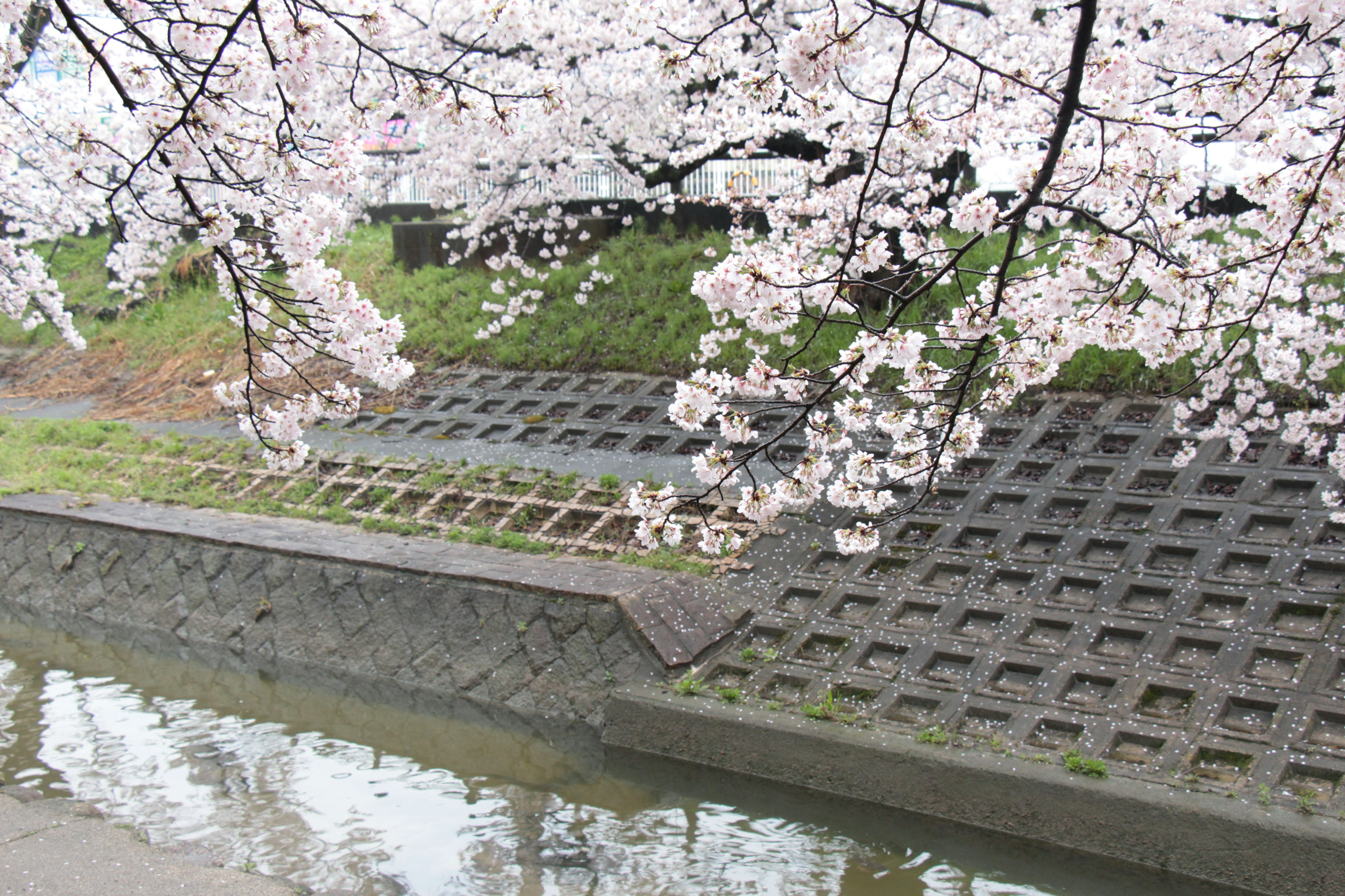 Vista panoramica vicino a un fiume con fiori di ciliegio in fiore