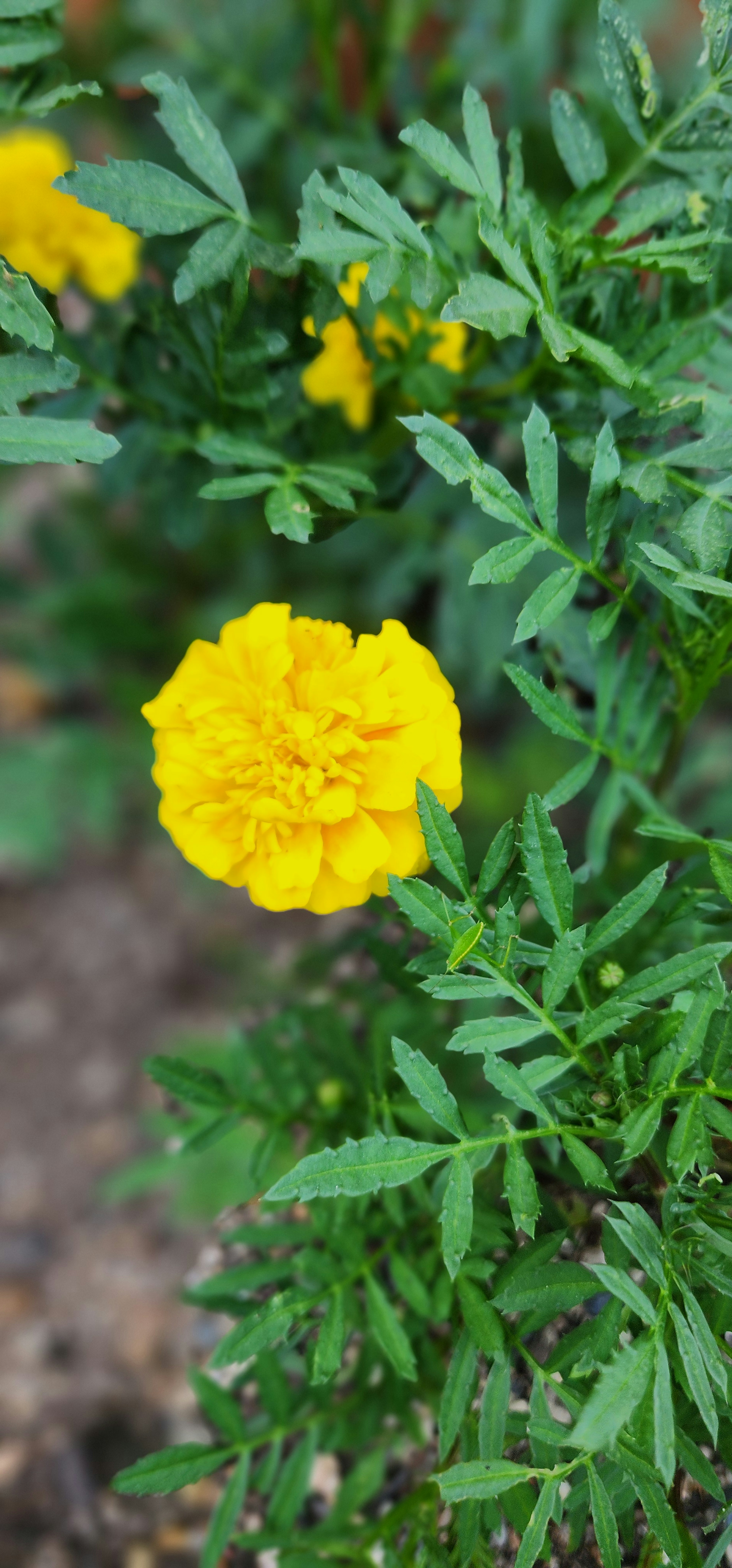 鮮豔的黃色萬壽菊花與綠色葉子